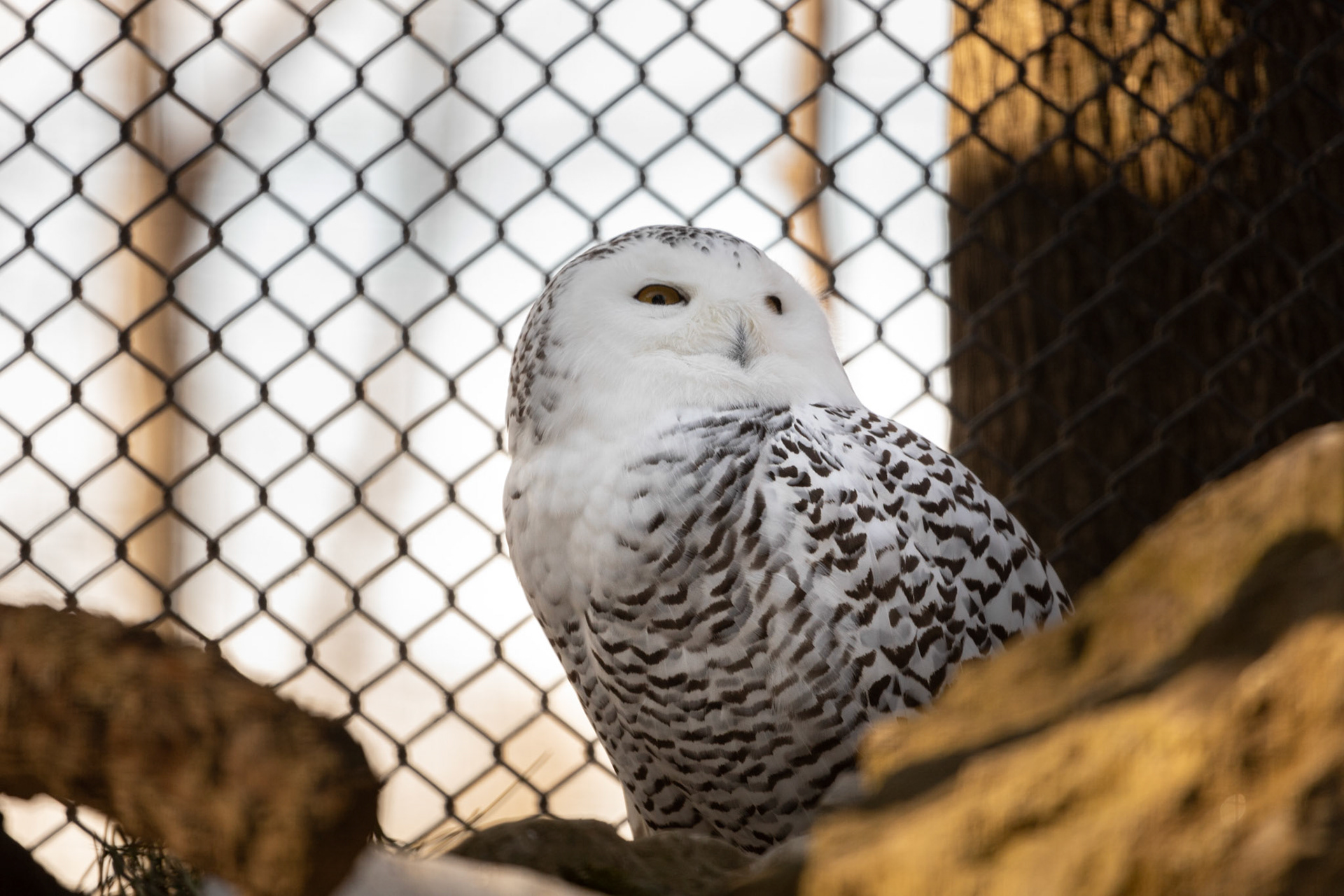 Winter, Snowy Owl, Seneca Park Zoo :)
