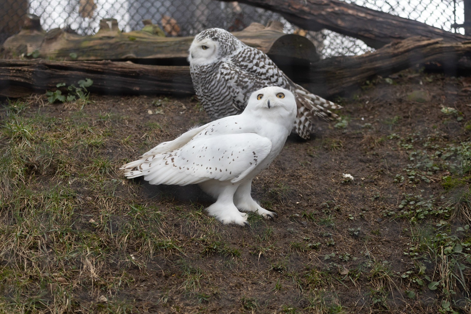 Snowy owl