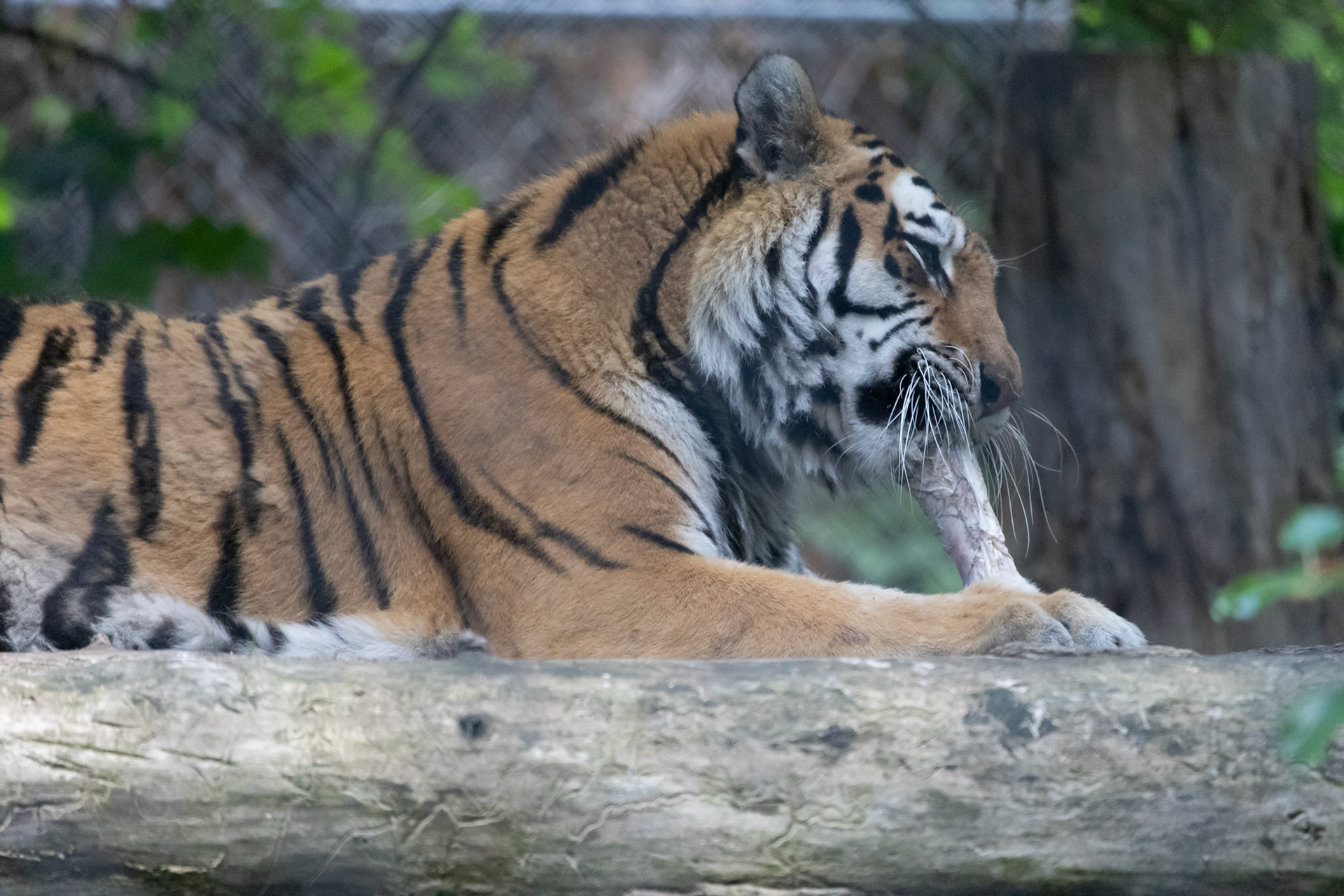 Amur Tiger