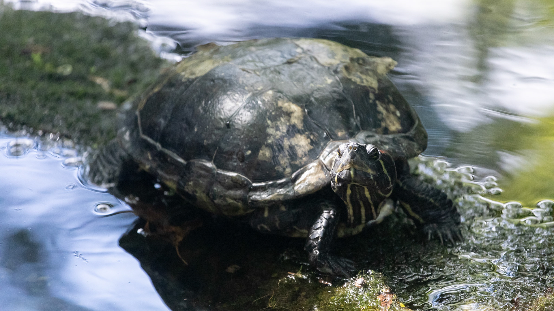 Turtle red eared slider