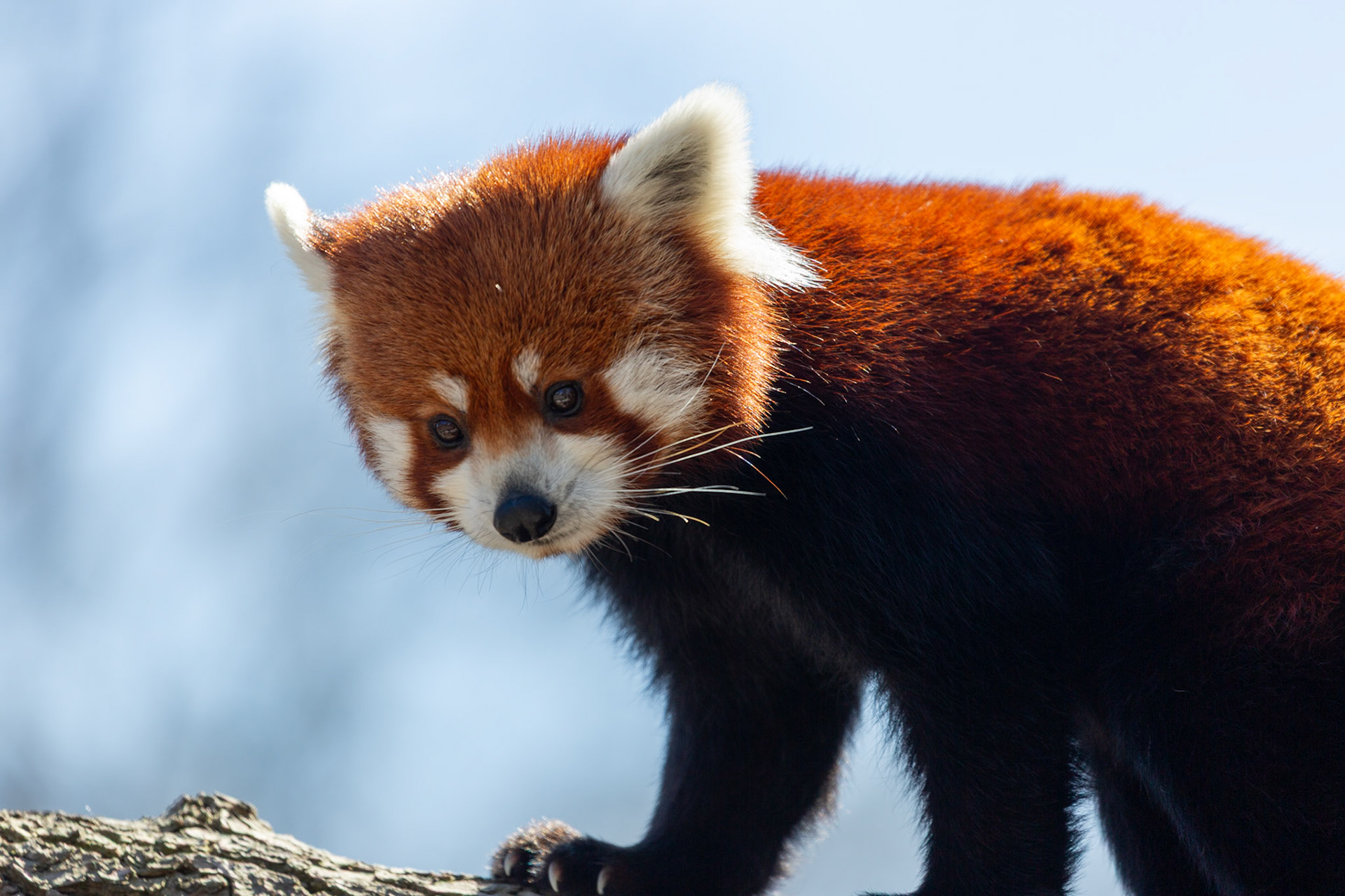 Red panda Raji at Seneca Park Zoo