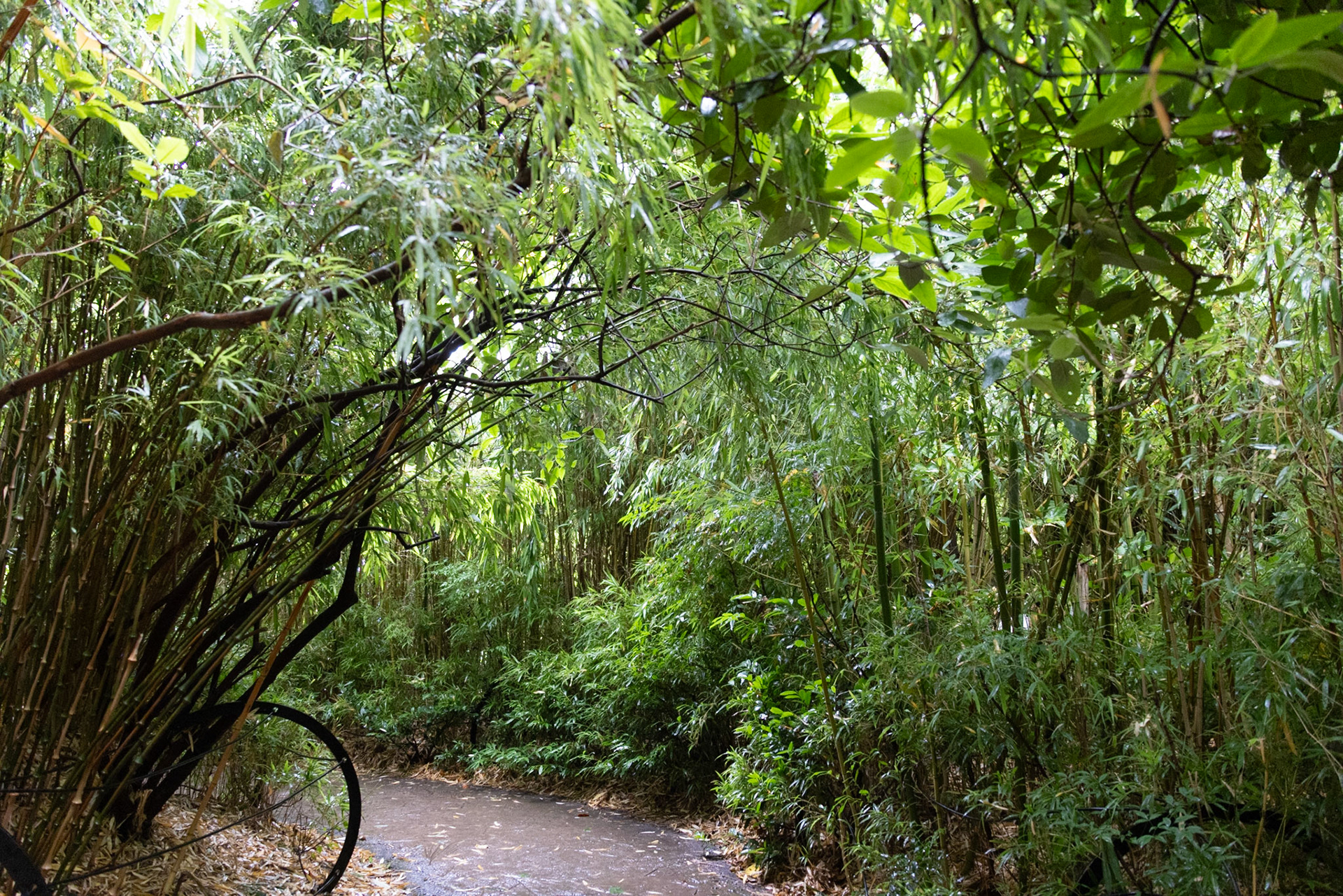 Temperate rainforest: Similar to Pacific Northwest: https://en.wikipedia.org/wiki/Pacific_temperate_rainforests