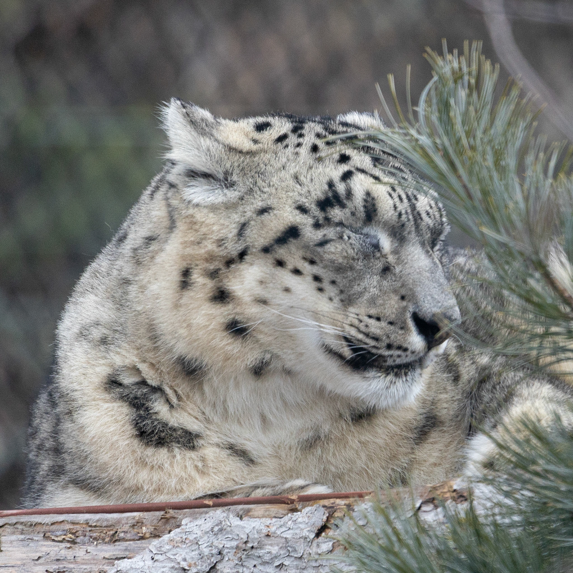 Kaba, Snow Leopard, Seneca Park Zoo