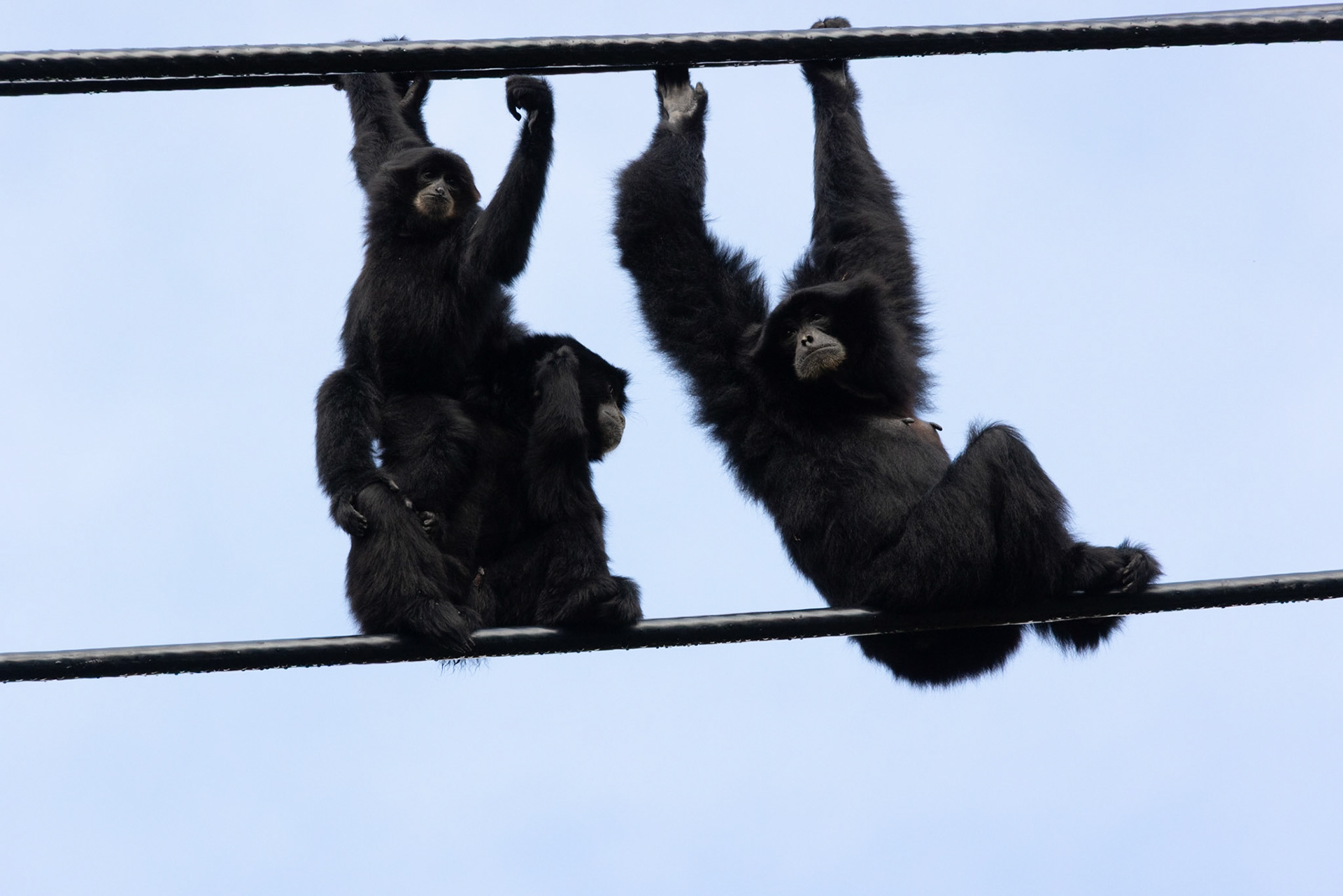 Siamangs hanging out