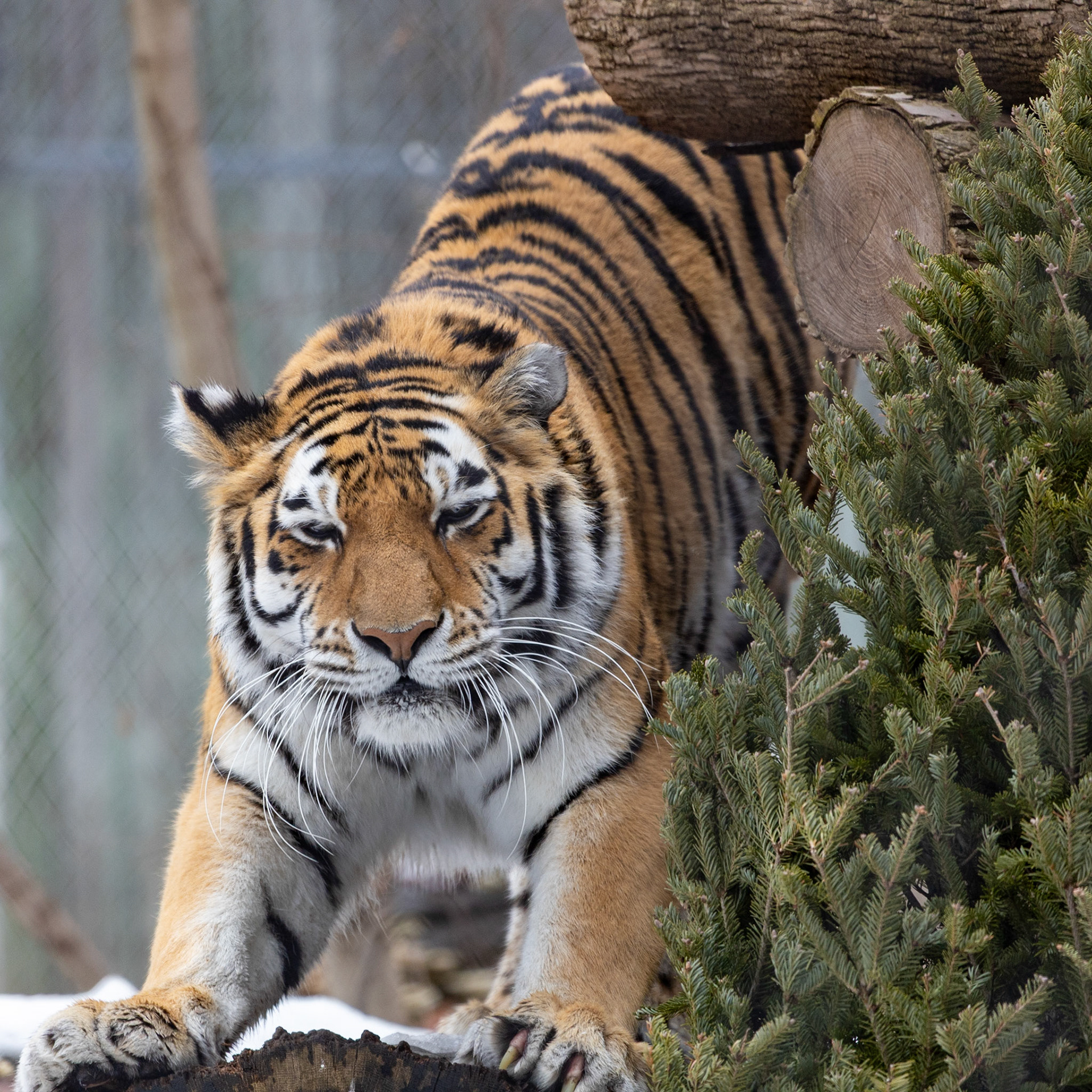 Katya with a big stretch (Amur tiger at Seneca Park Zoo)