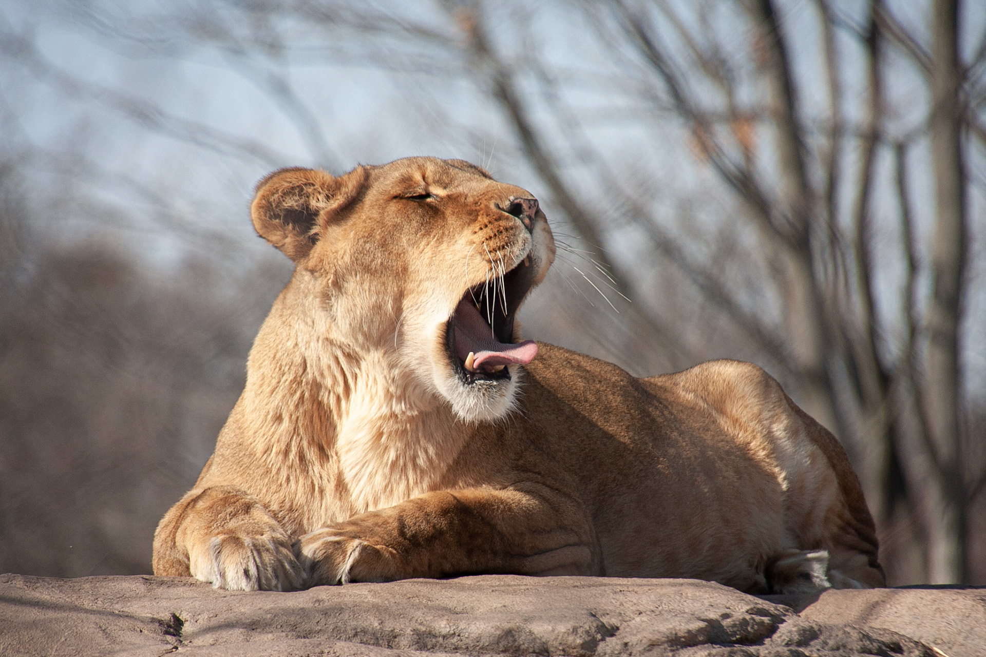 Zuri at Seneca Park Zoo