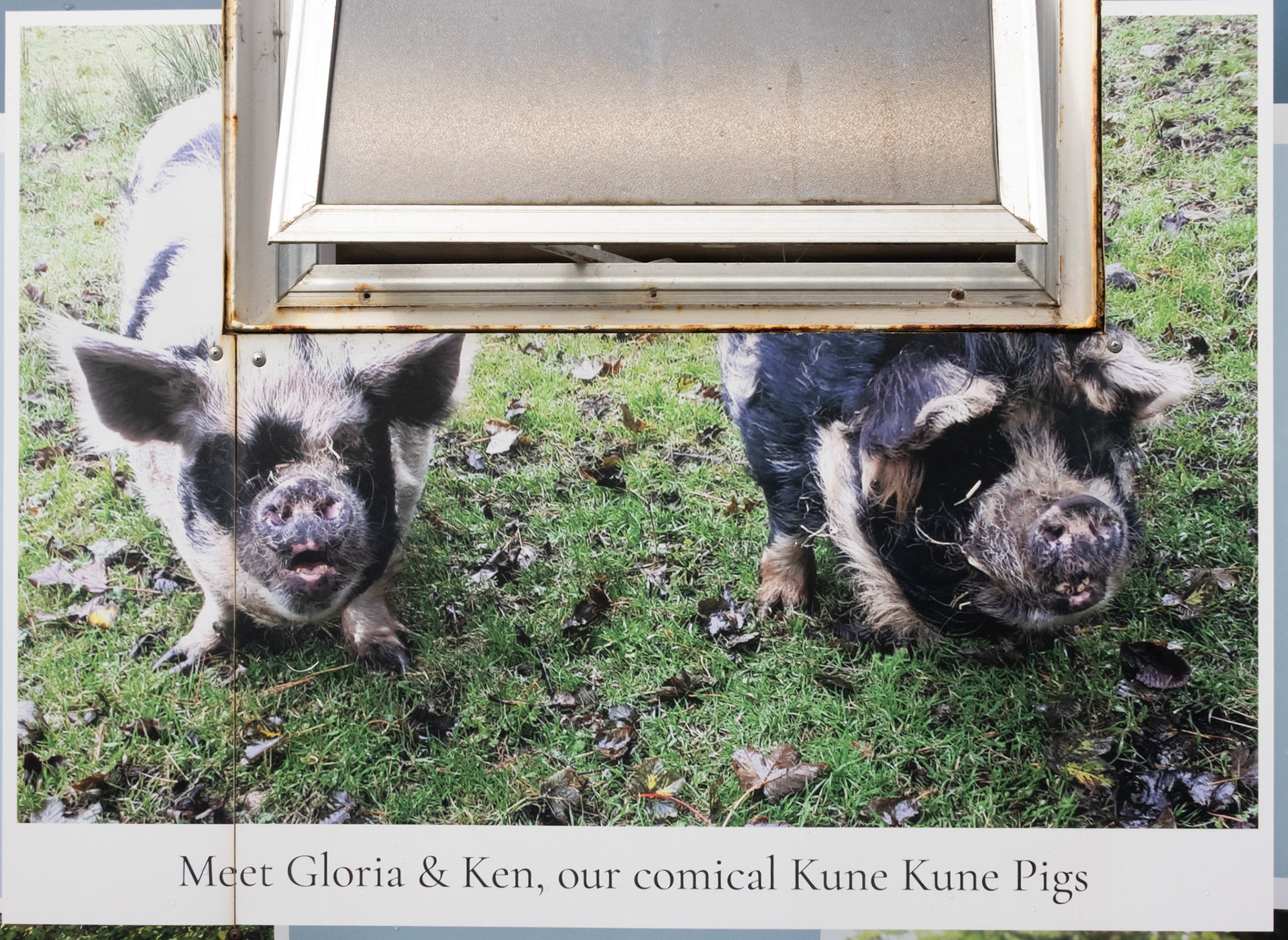 Am I a comical Kune Kune pig?