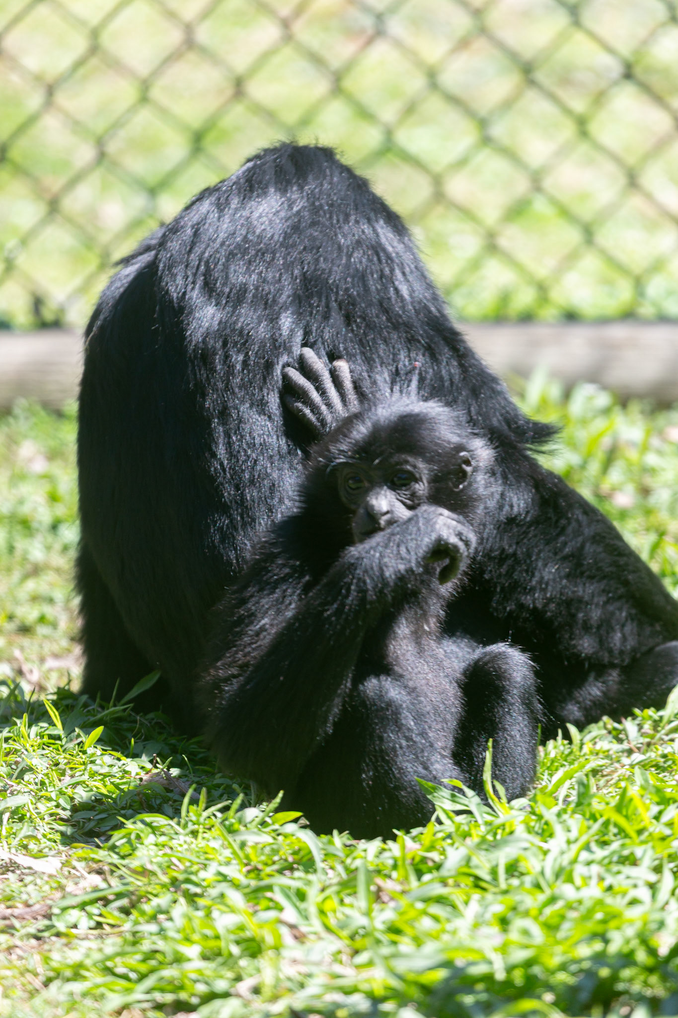 Mom and baby siamang at Metro Richmond Zoo