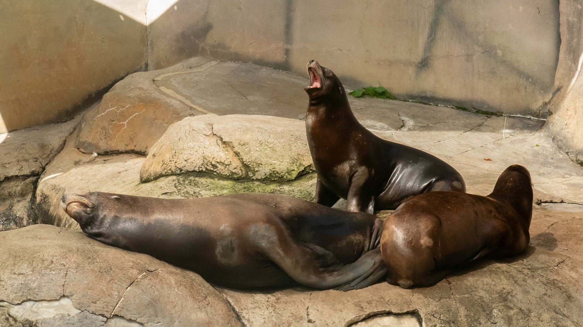 Sea lion
