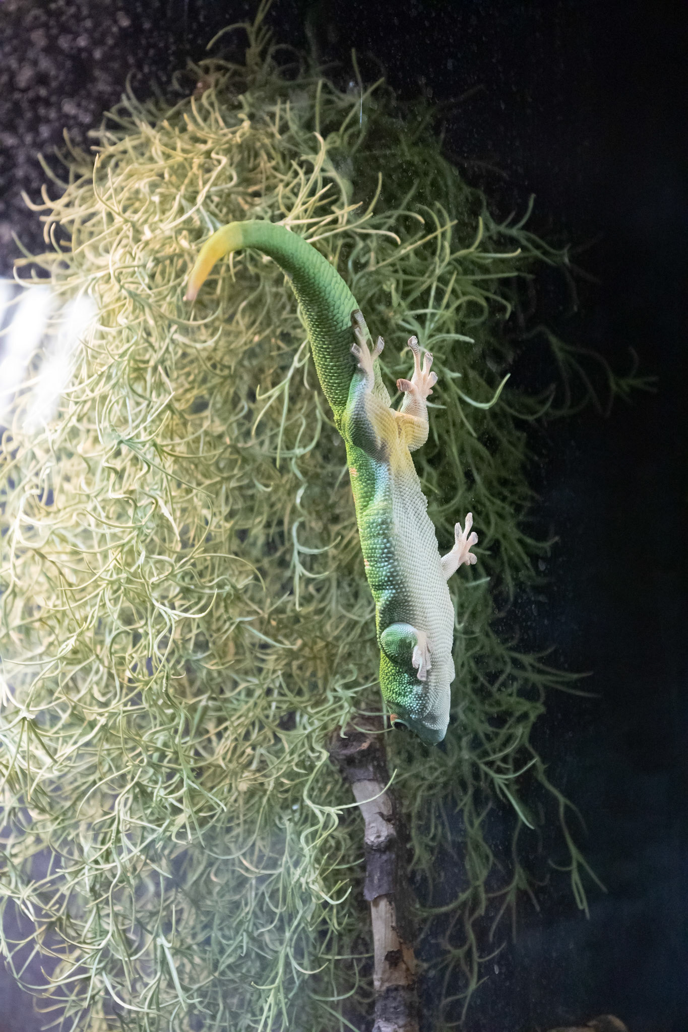 Day gecko