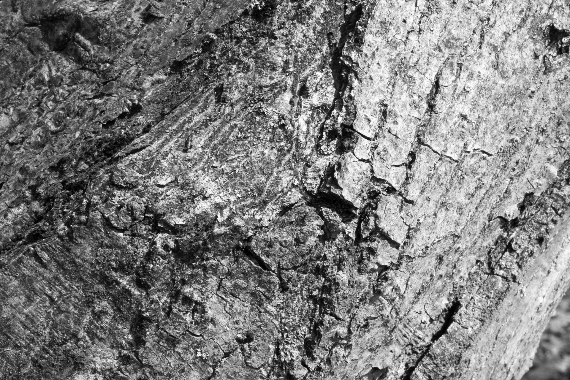 Windemere tree 14