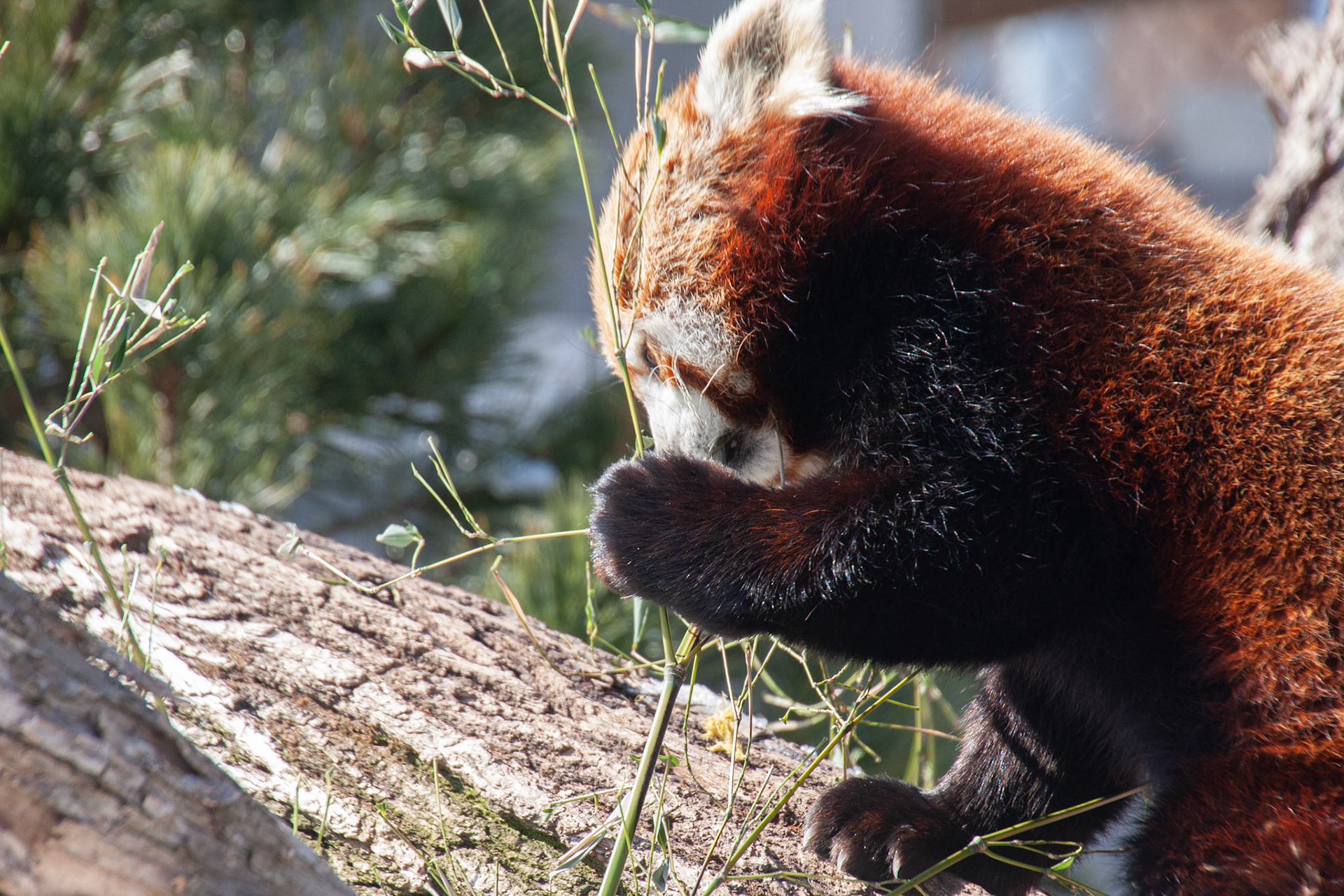 Starlight, Seneca Park Zoo