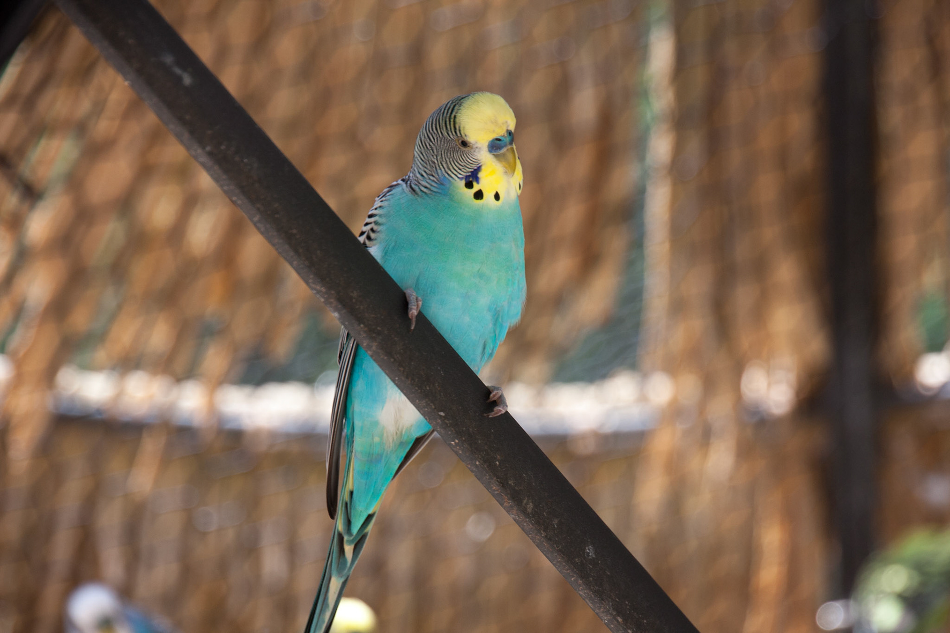 Richmond Zoo