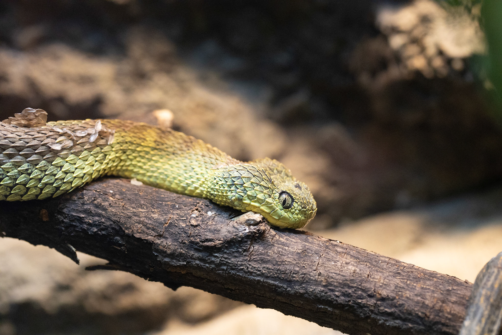 African bush viper at Seneca Park Zoo. Don't get bit by one of these.