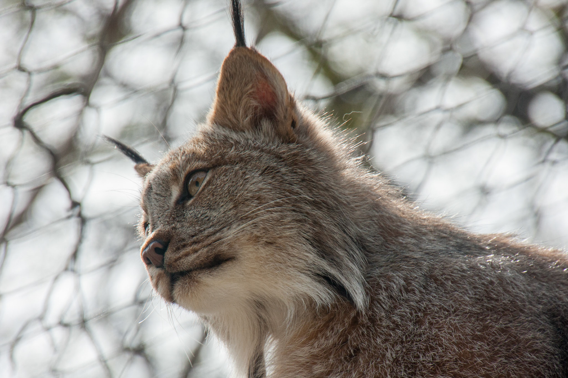 Bianca the Canada lynx at Seneca Park Zoo