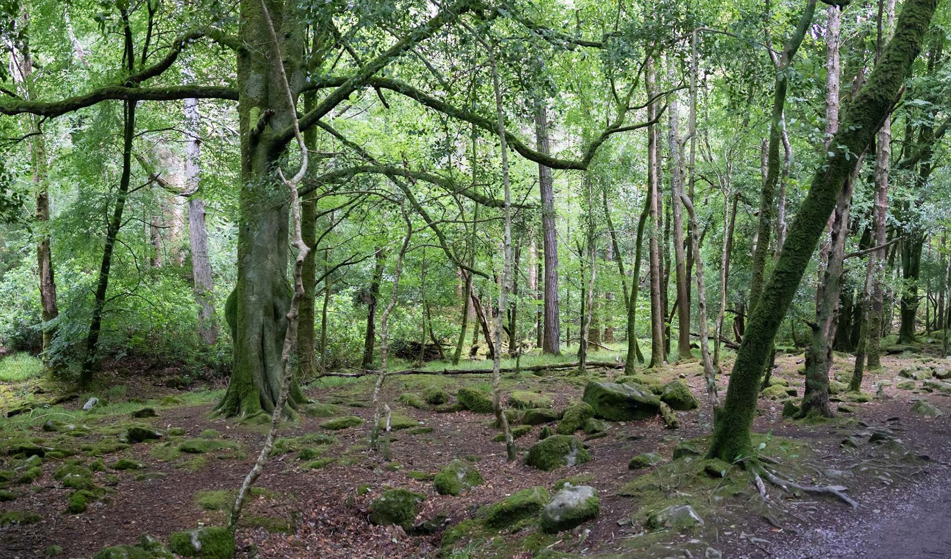 Trail to Torc Waterfall, Killarney National Park