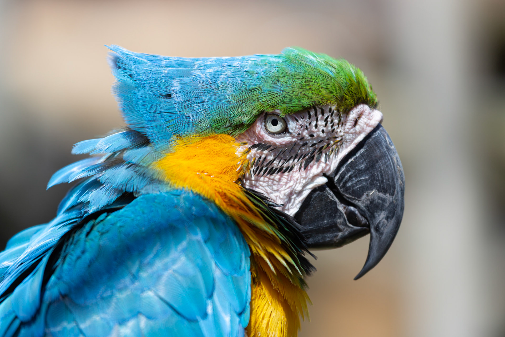 Blue and gold macaw at Metro Richmond Zoo