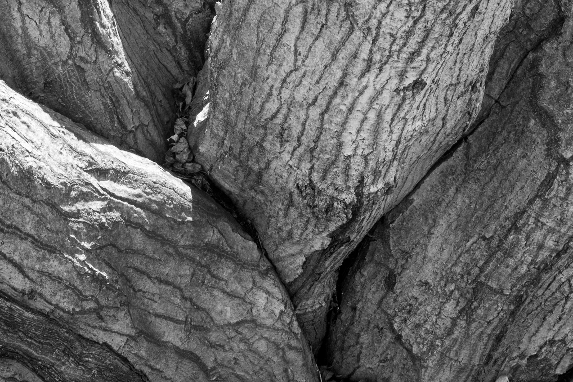 Windemere tree 12