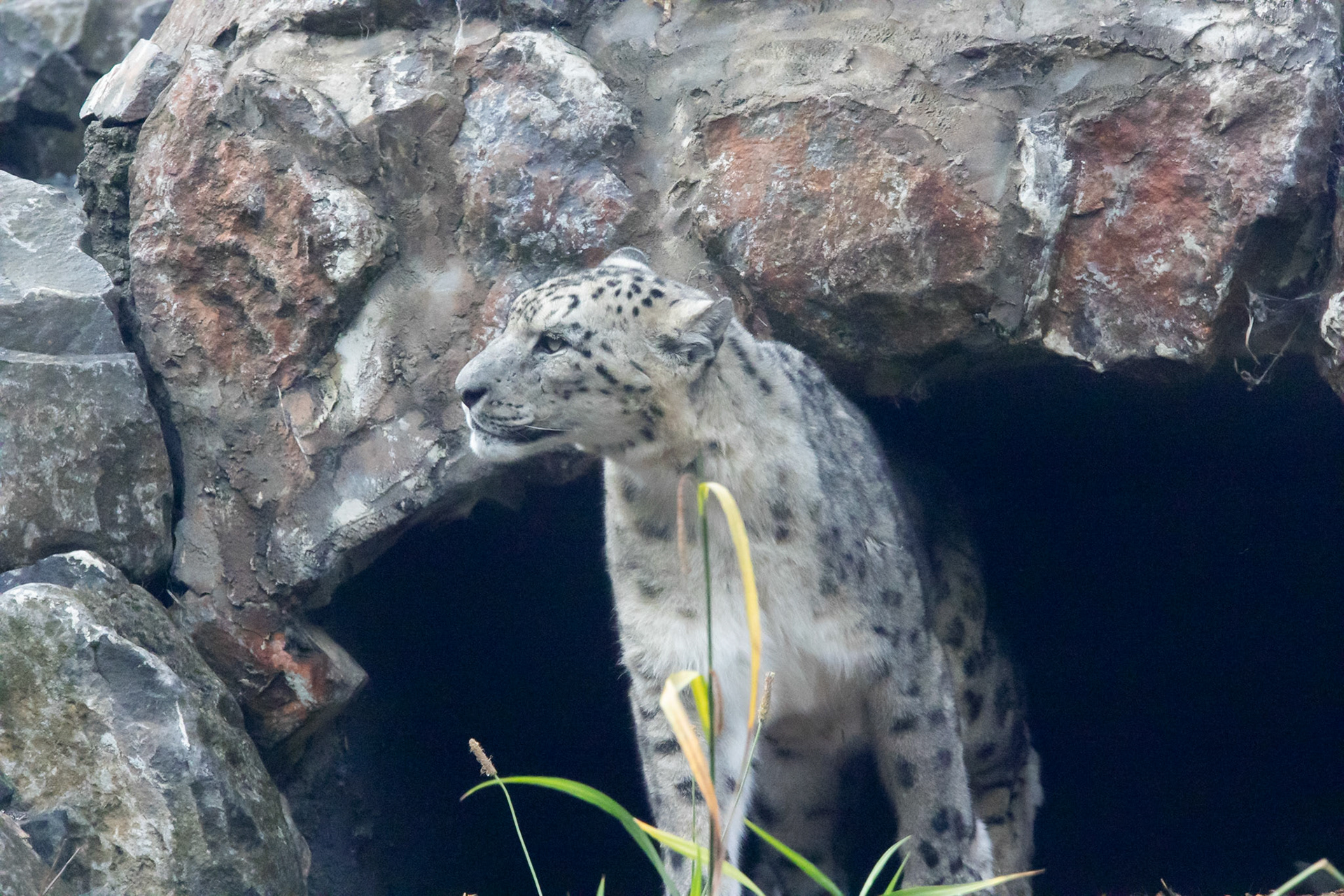 Snow leopard