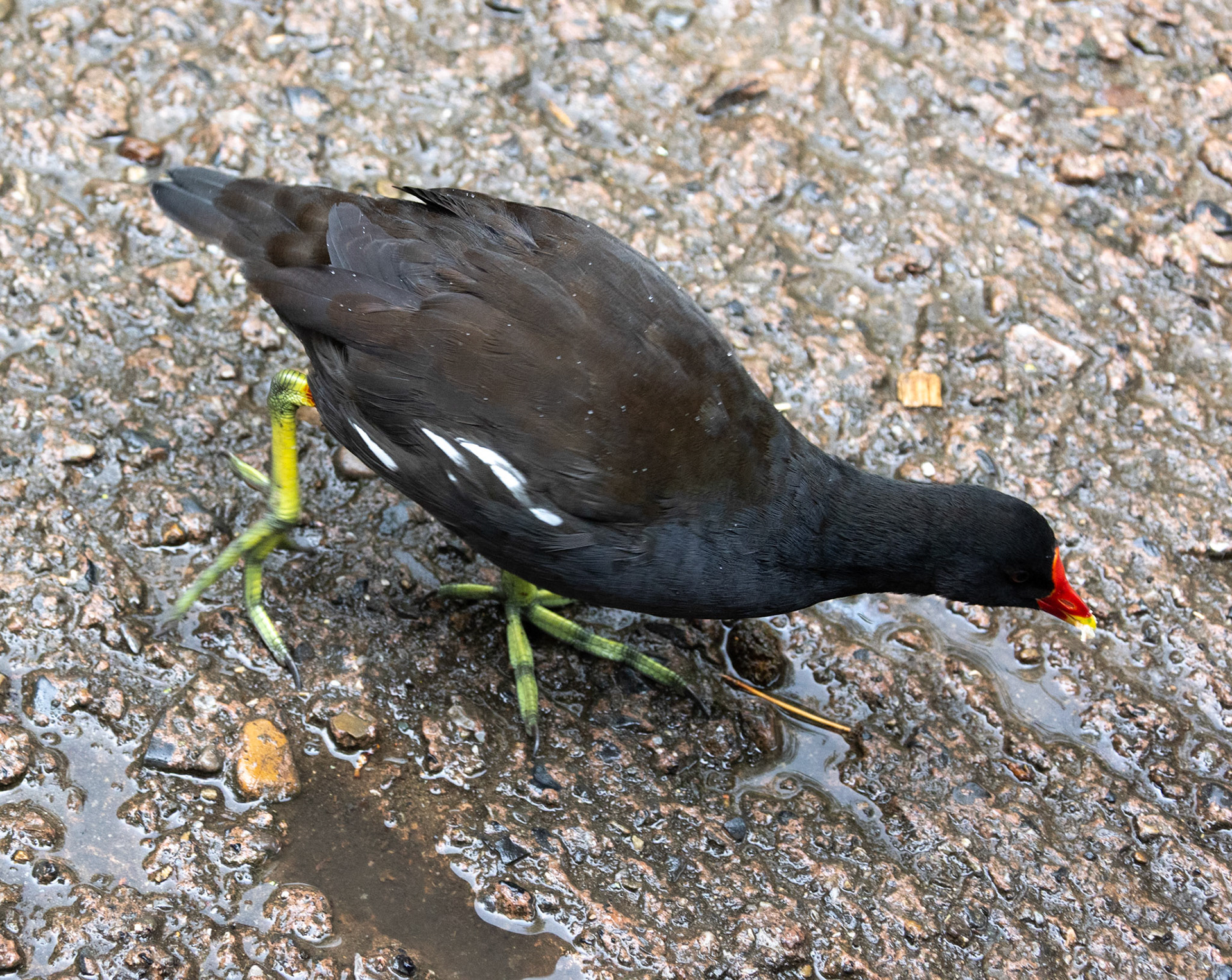 Adult moorhen (Real Live Nature): Mother and chick were hanging out by picnic tables at the zoo, looking for food scraps.