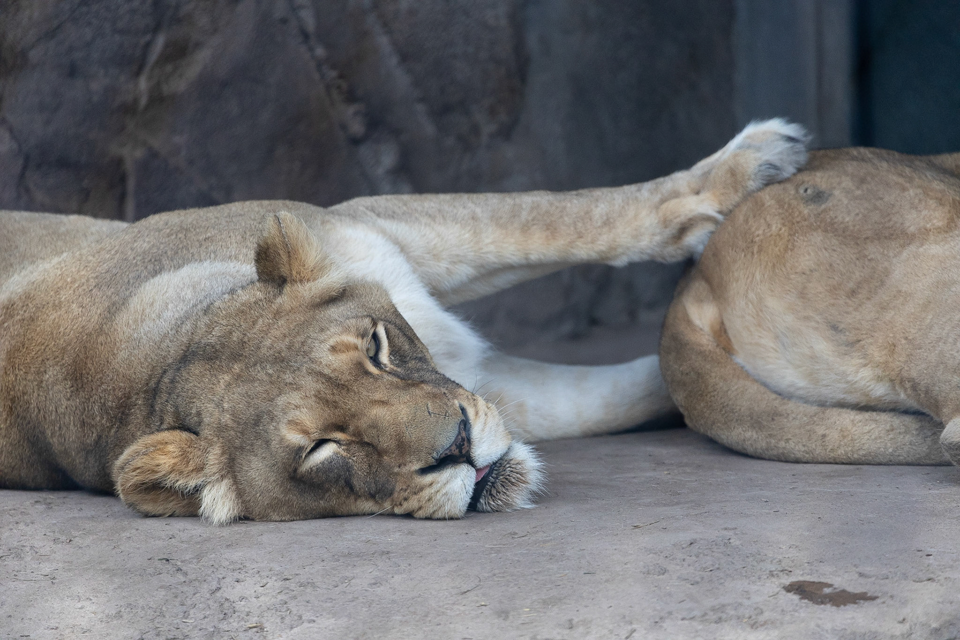 Lions