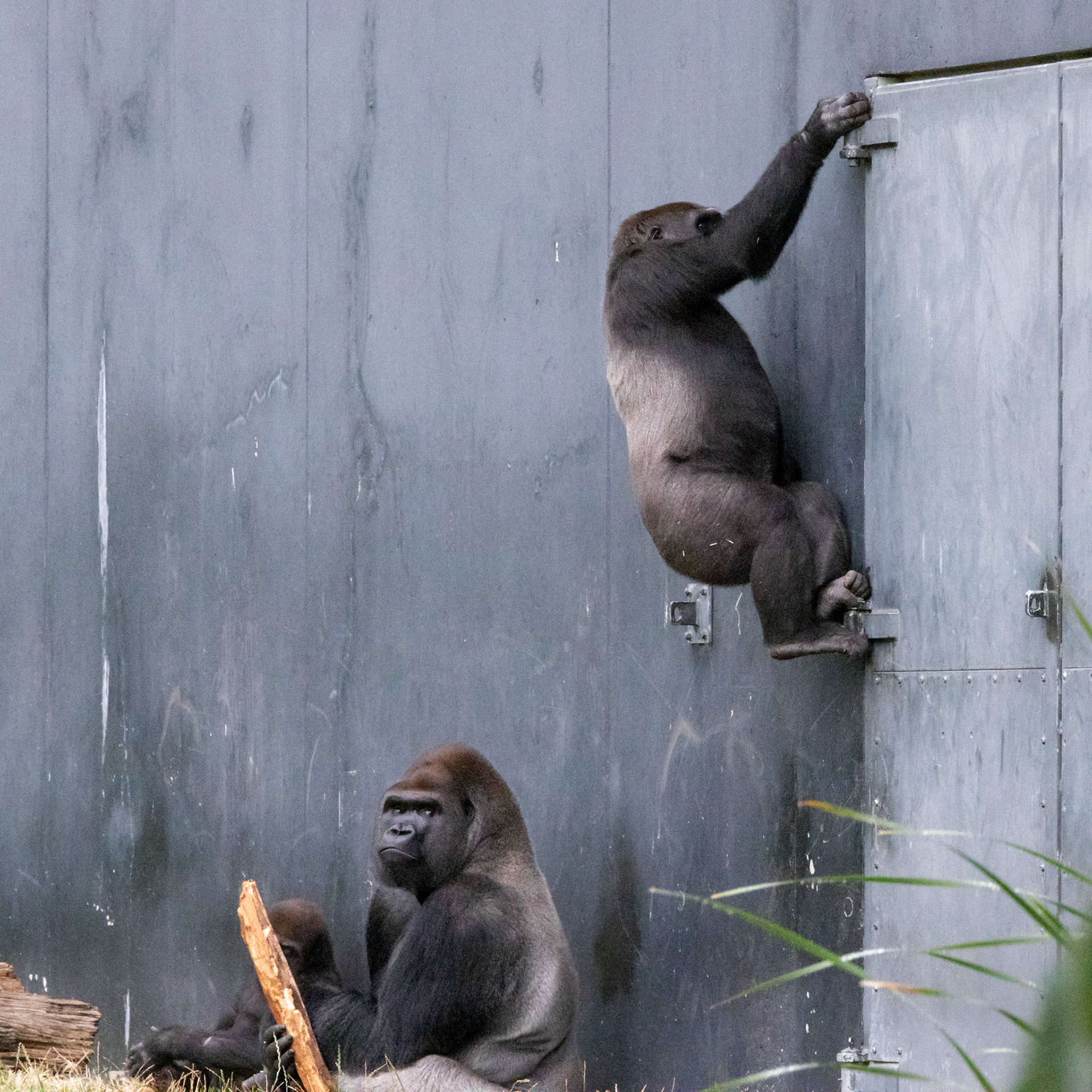 Alpha giving another gorilla a look (he still wasn't impressed)