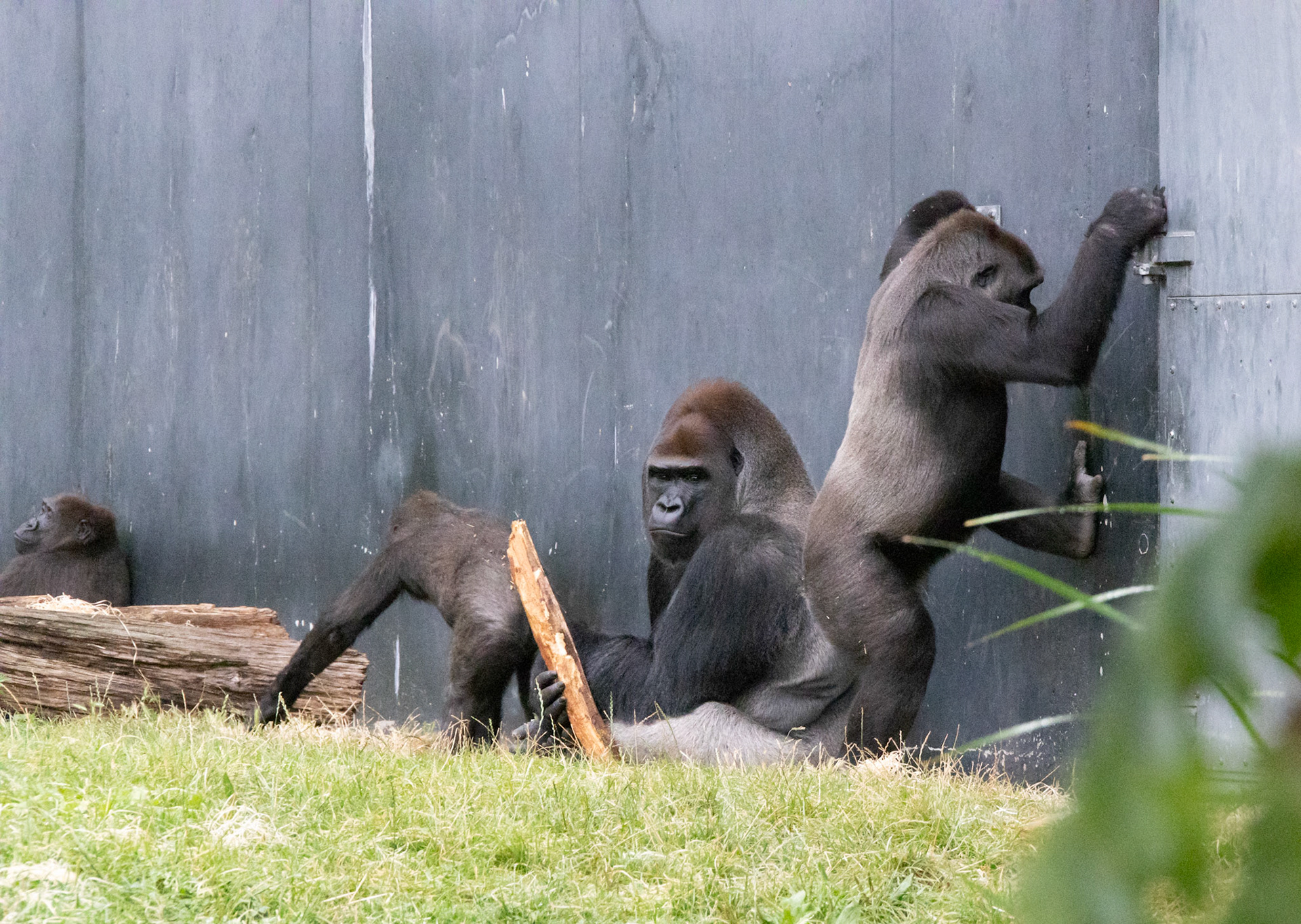 Alpha giving me a look (he wasn't impressed)