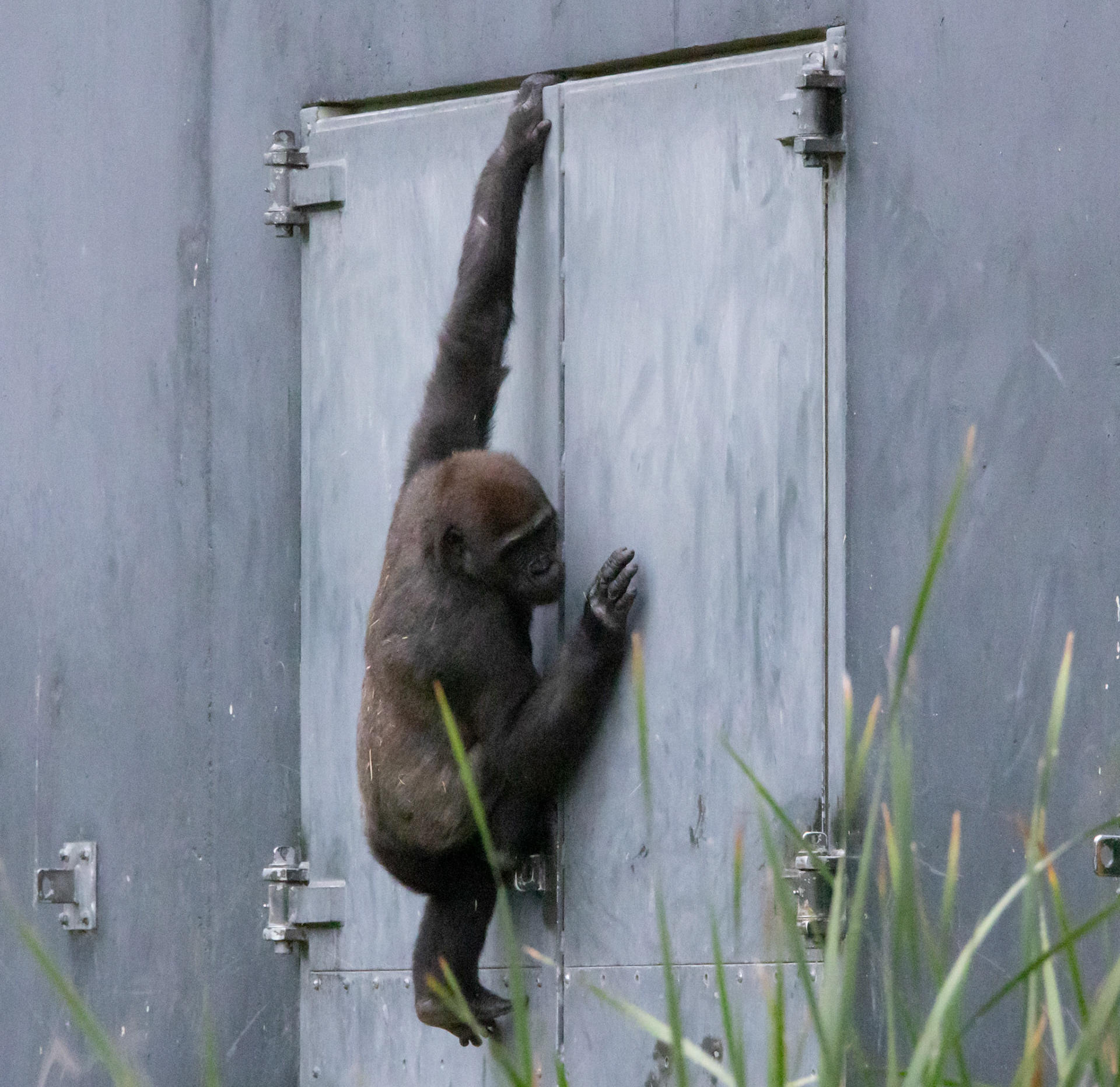 Juvenile gorilla: The gorillas seemd to have turned the shed in their enclosure into a playground climber.