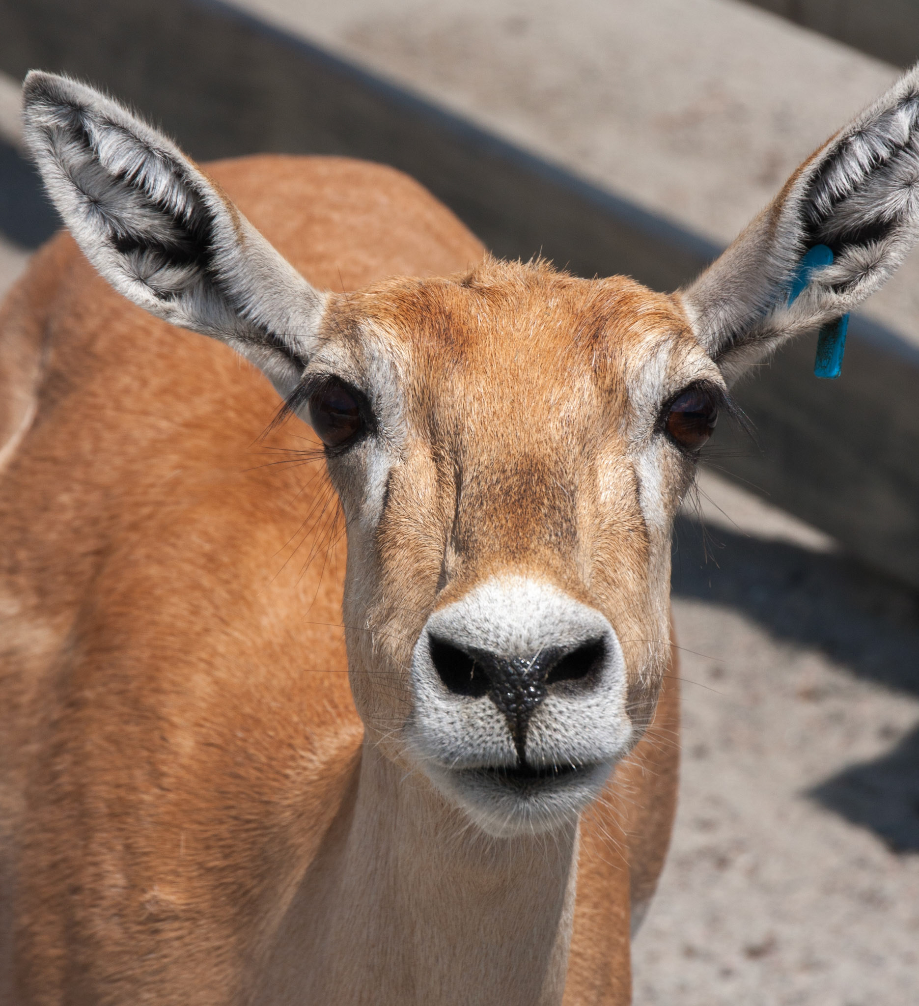 Richmond Zoo