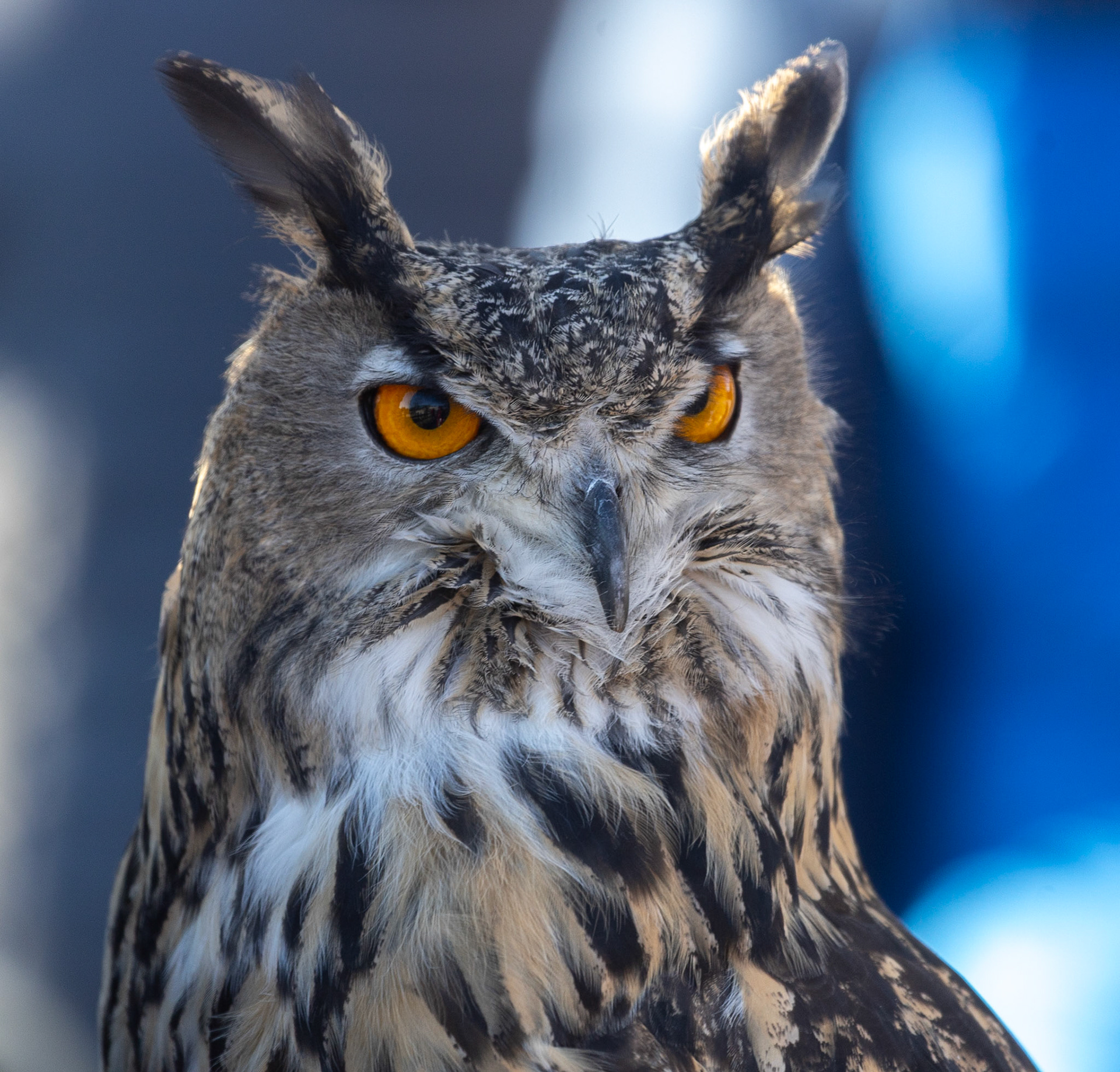 Egon the Eurasian Eagle Owl, Rosamond Gifford Zoo