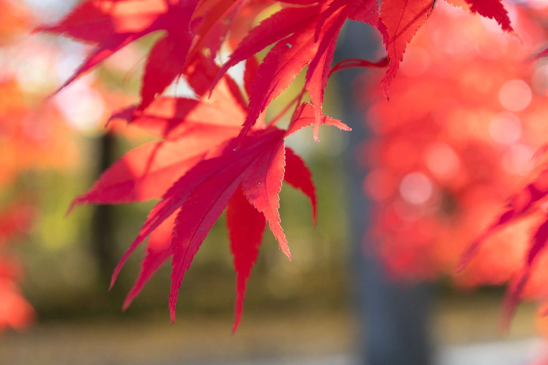 Japanese Maple leaves