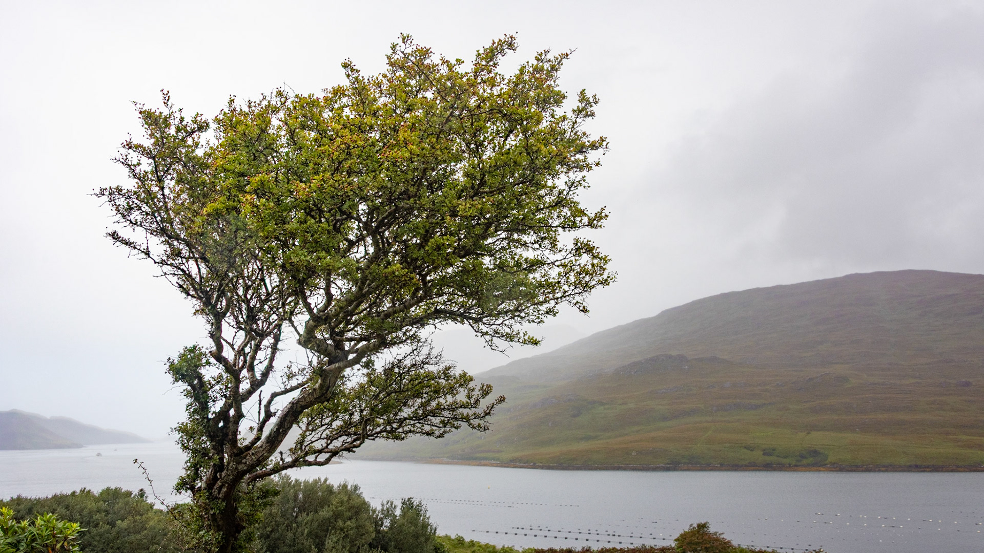 Fairy tree at Killary Harbor viewpoint, Killary Fjord (brightened a bit)
