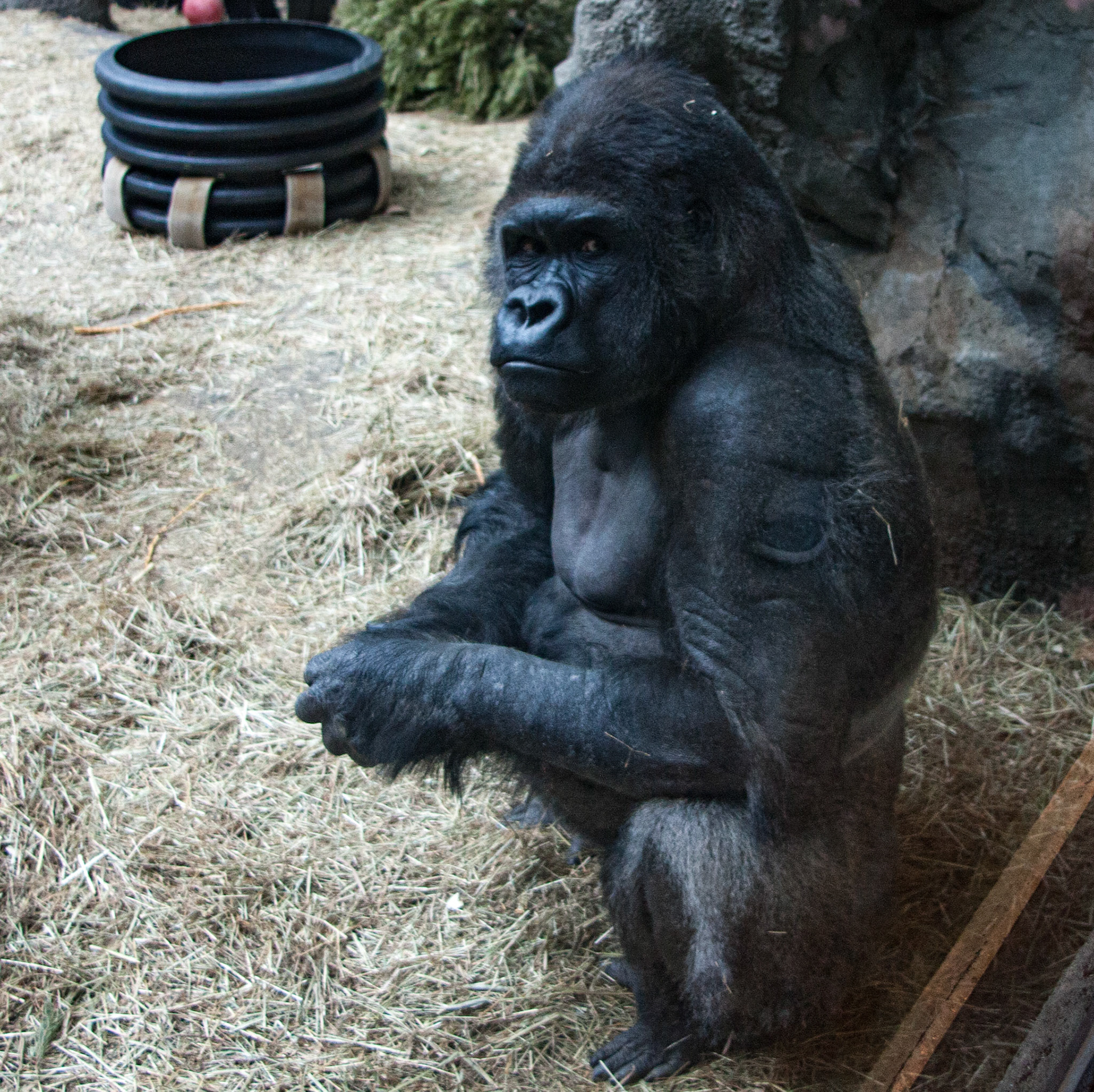 Koga, Buffalo Zoo. Sadly, he passed away in early 2024, after a long life as a Zoo favorite.