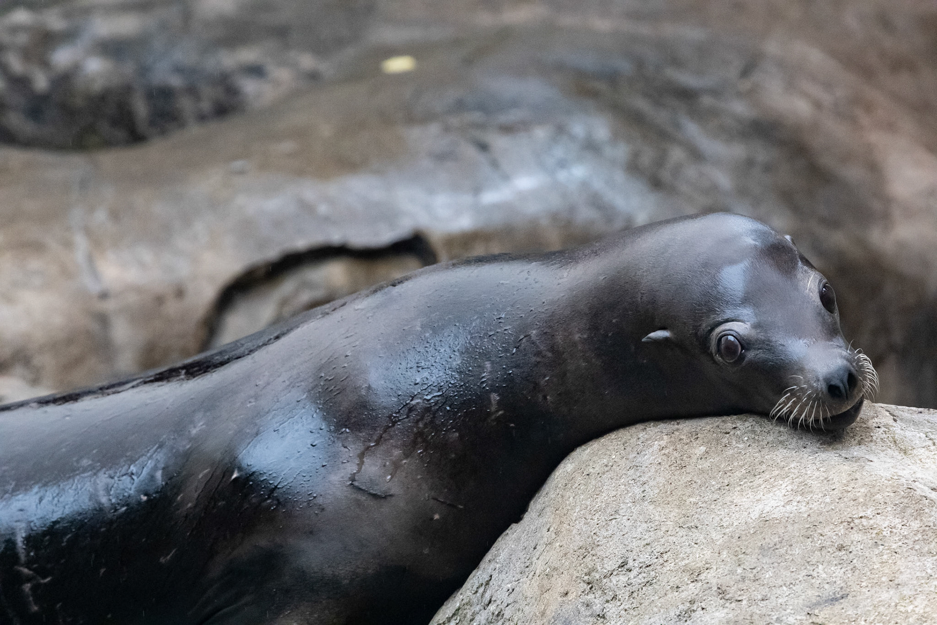 Sea lion