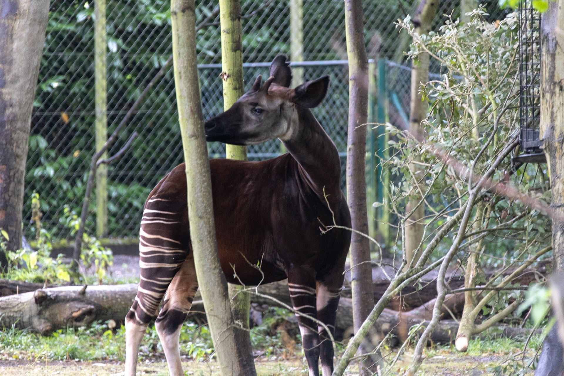 Okapi