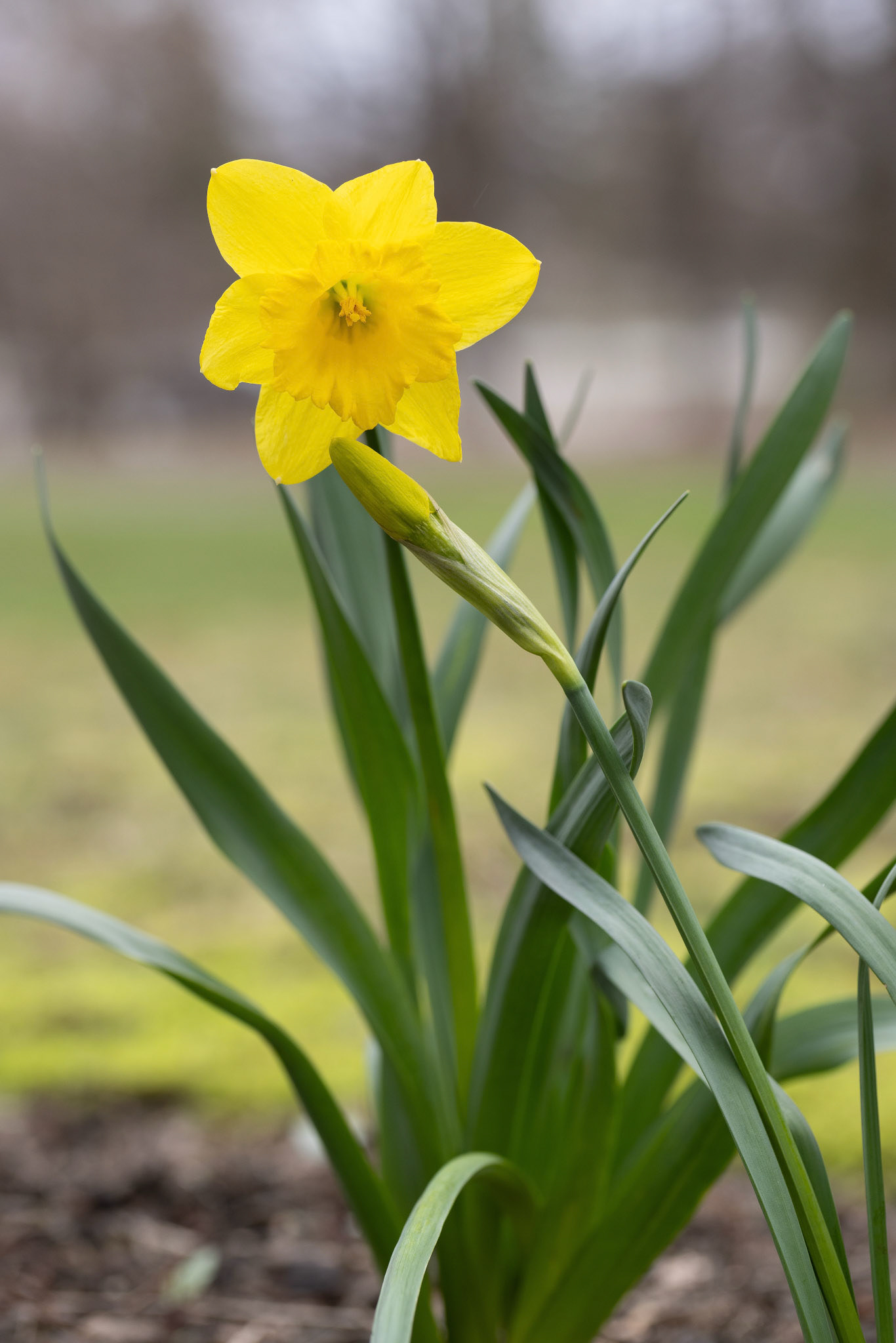 Daffodil reference photo