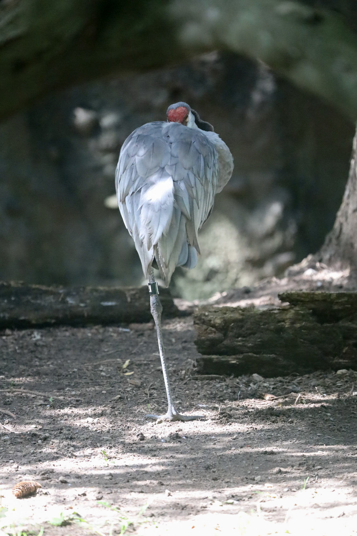 Sandhill crane