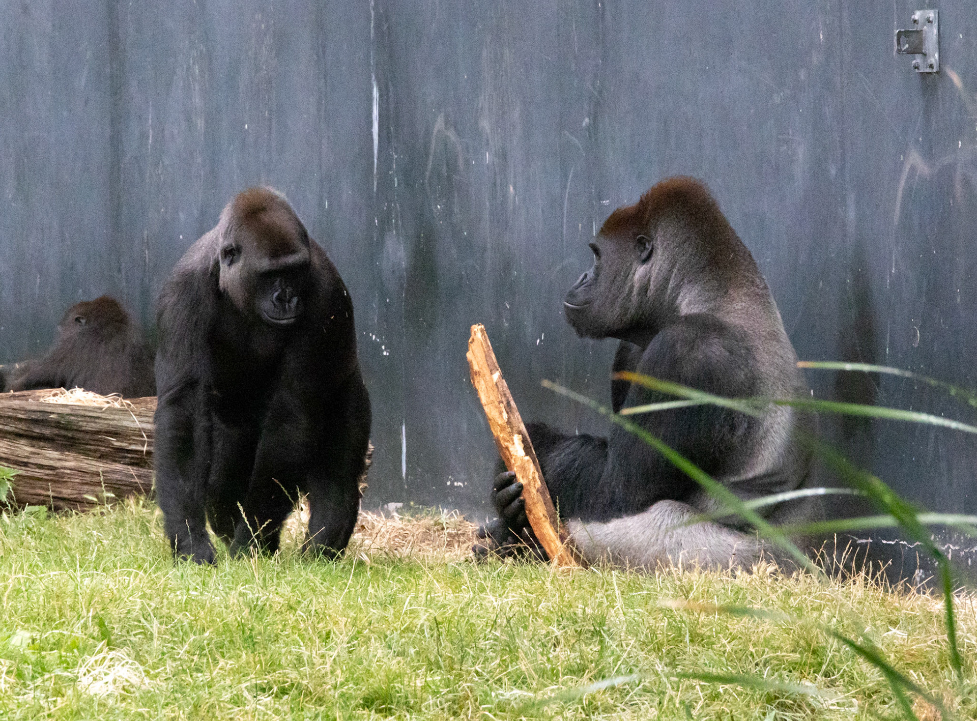 Gorillas