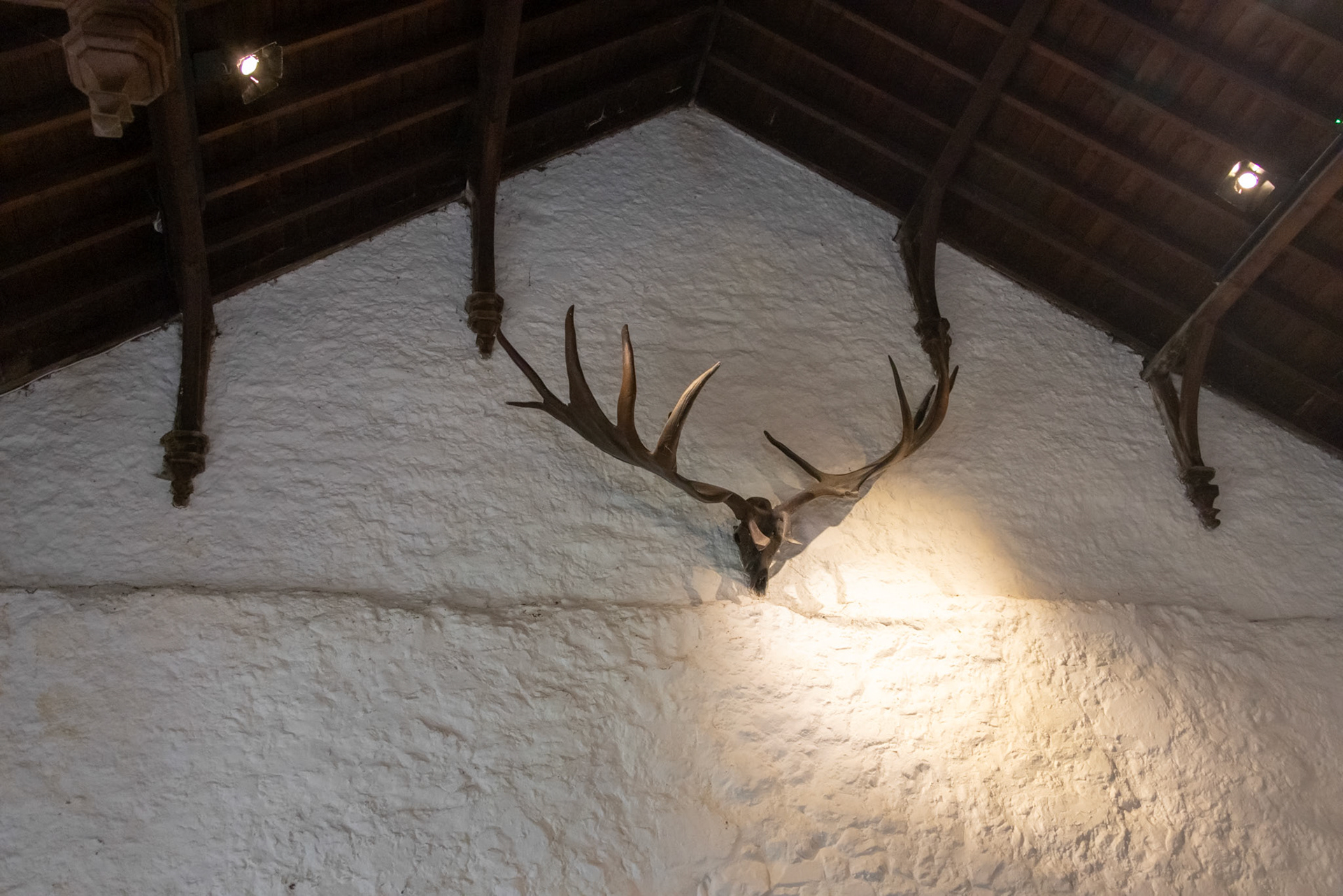 Megafauna antlers, Cahir Castle great hall