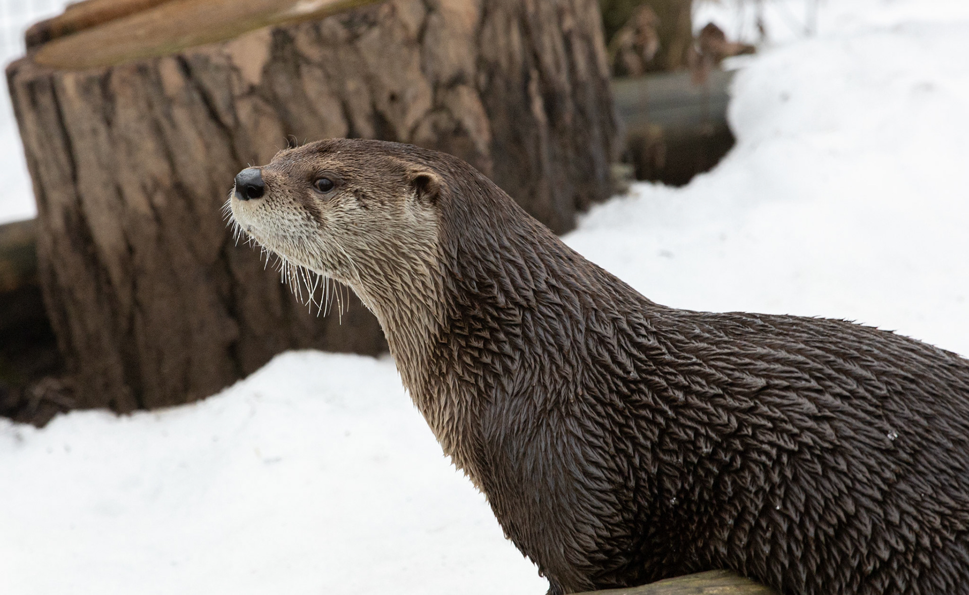River otter at Seneca Park Zoo