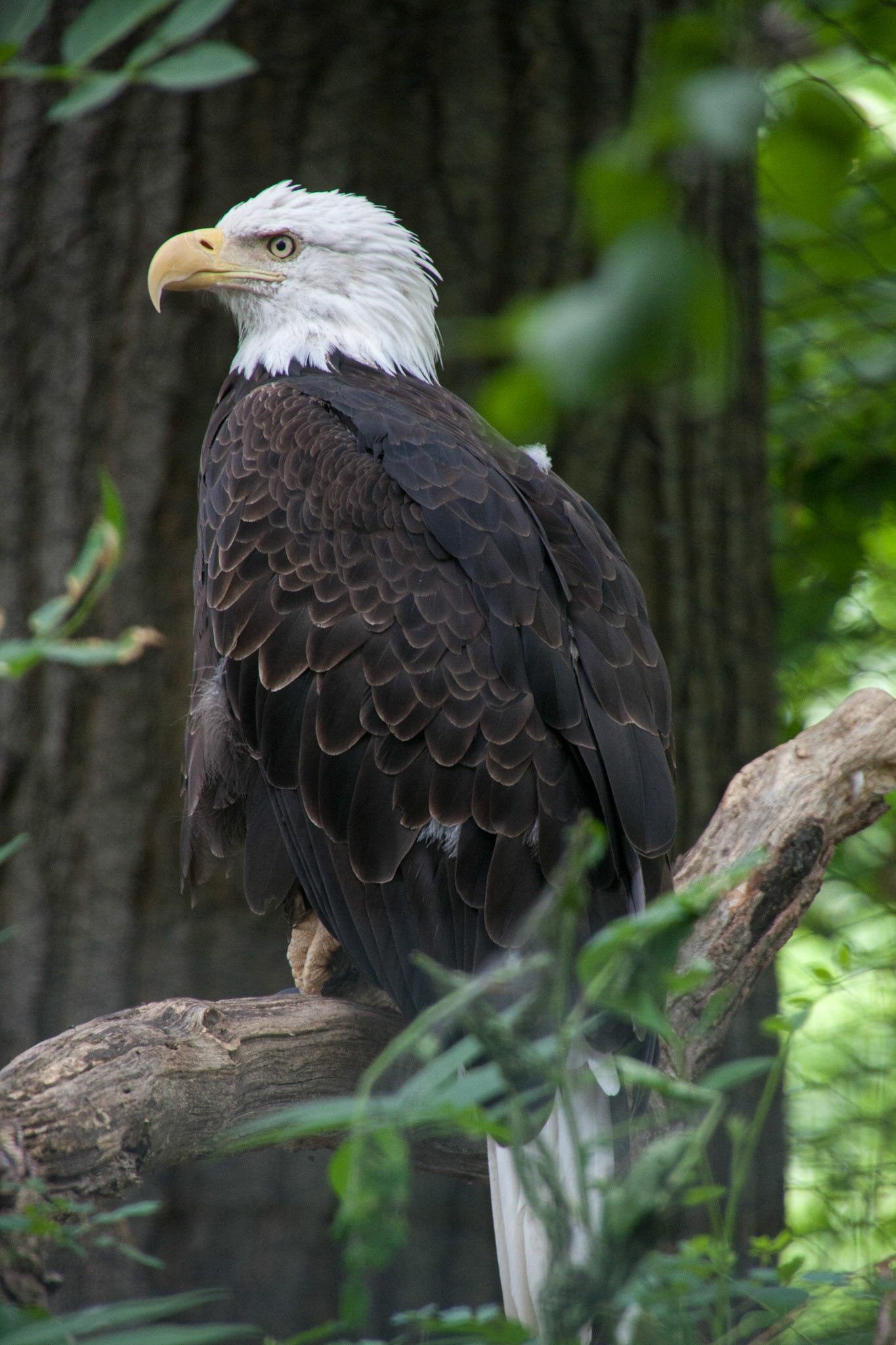 Bald eagle, Seneca Park Zoo