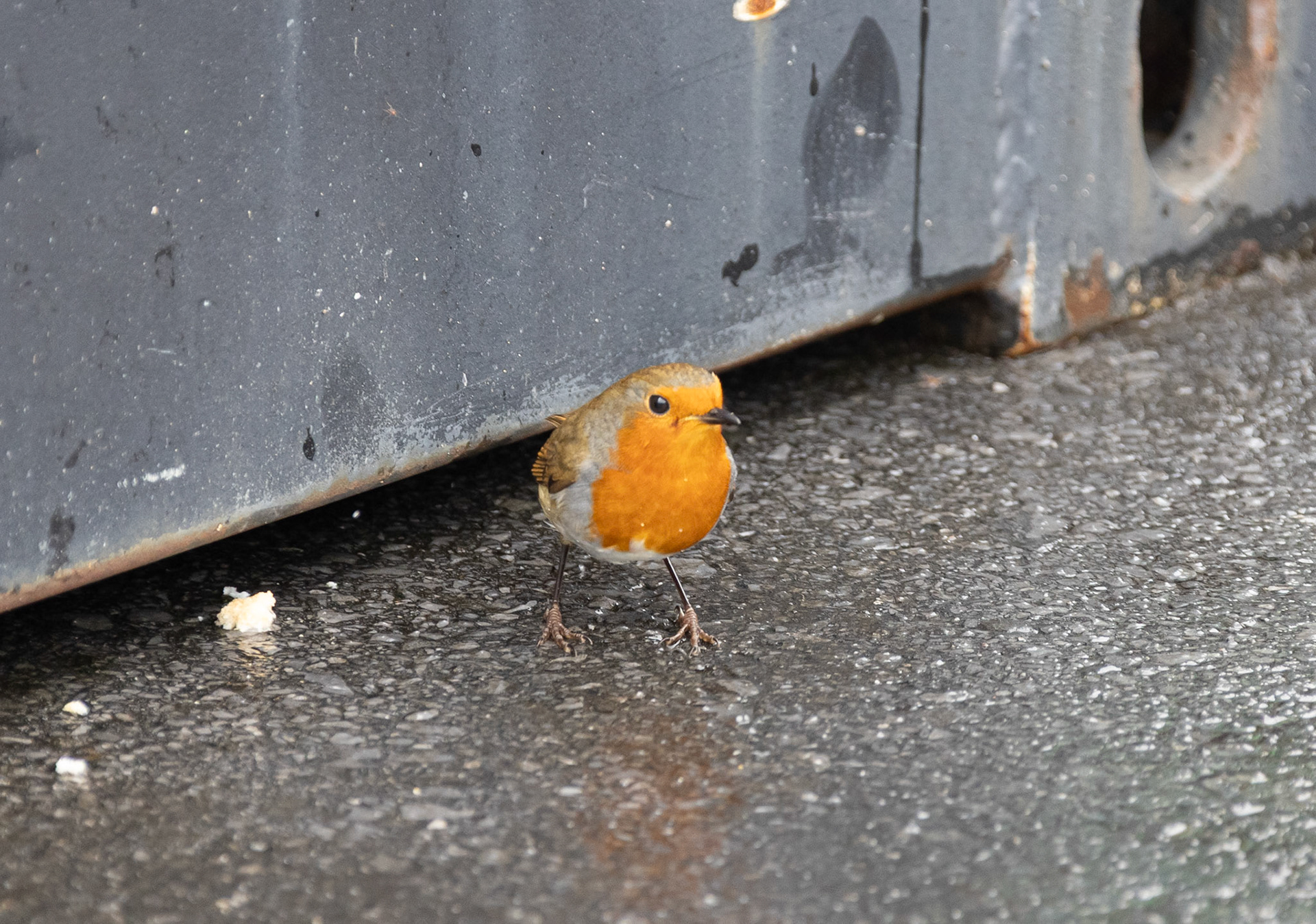 Small bird outside food stand at Abbey