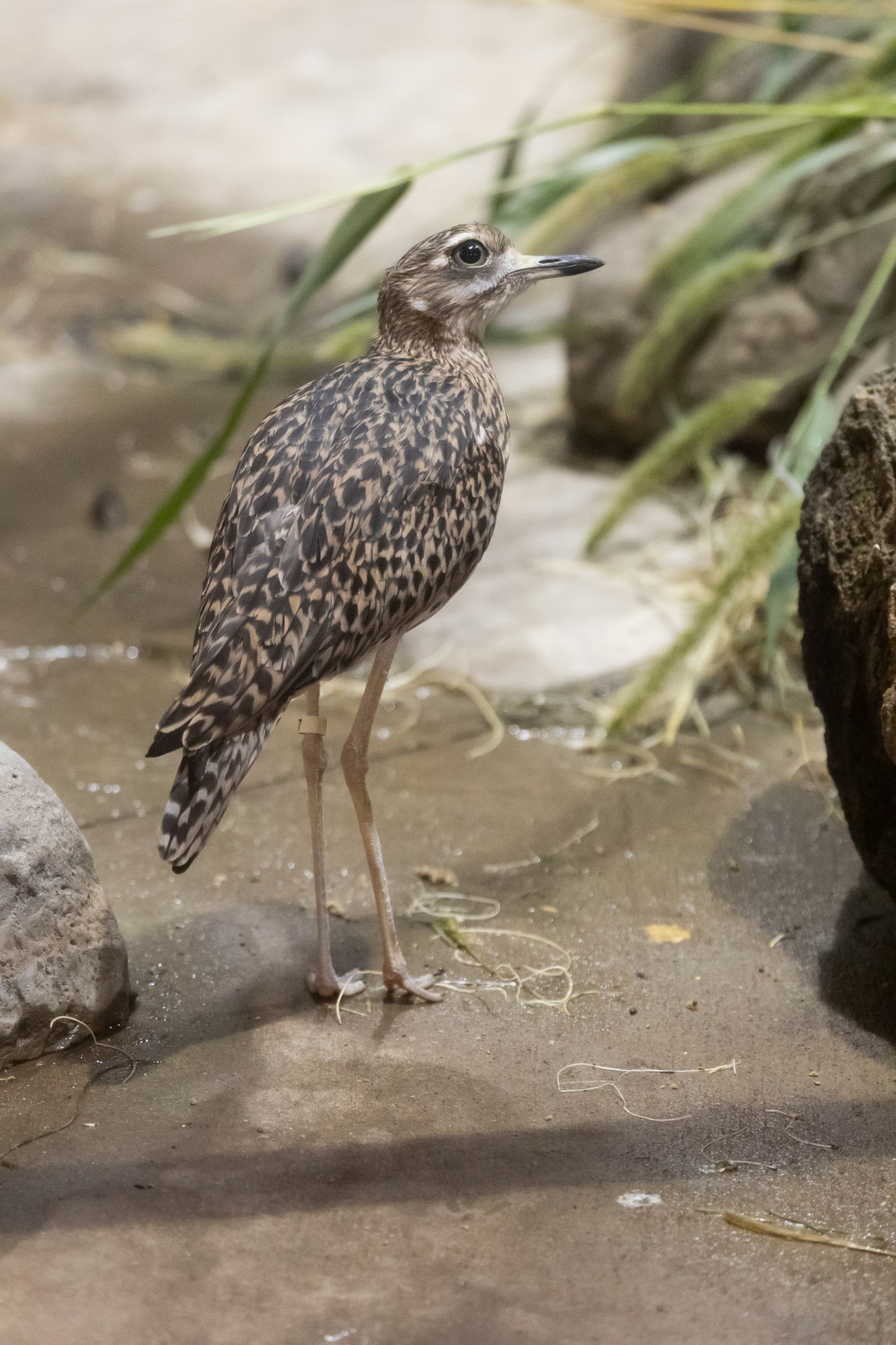 Cape thick-knee