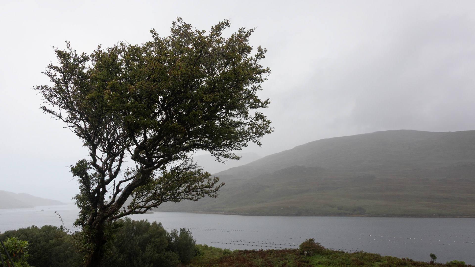 Fairy tree at Killary Harbor viewpoint, Killary Fjord