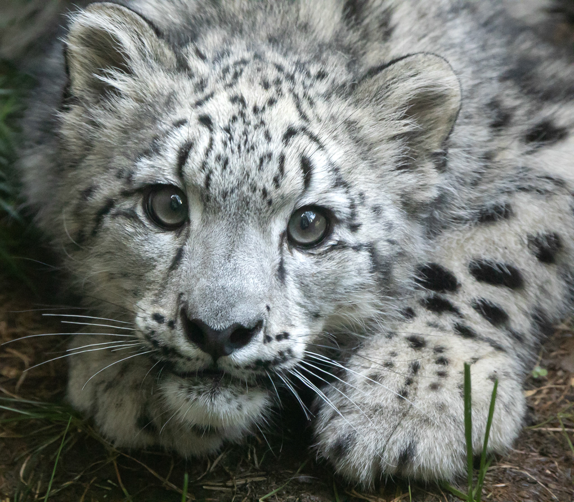 Kenj, snow leopard cub at Seneca Park Zoo