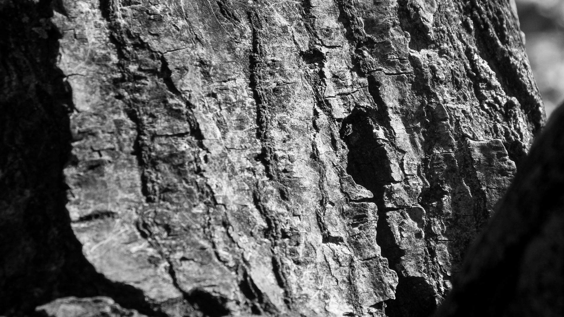 Windemere tree 3