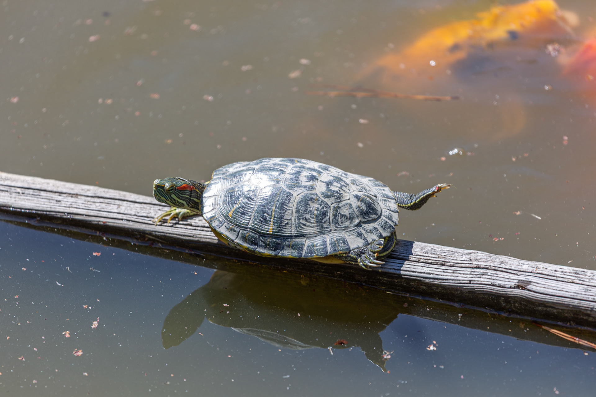 Red eared slider sunning at Metro Richmond Zoo