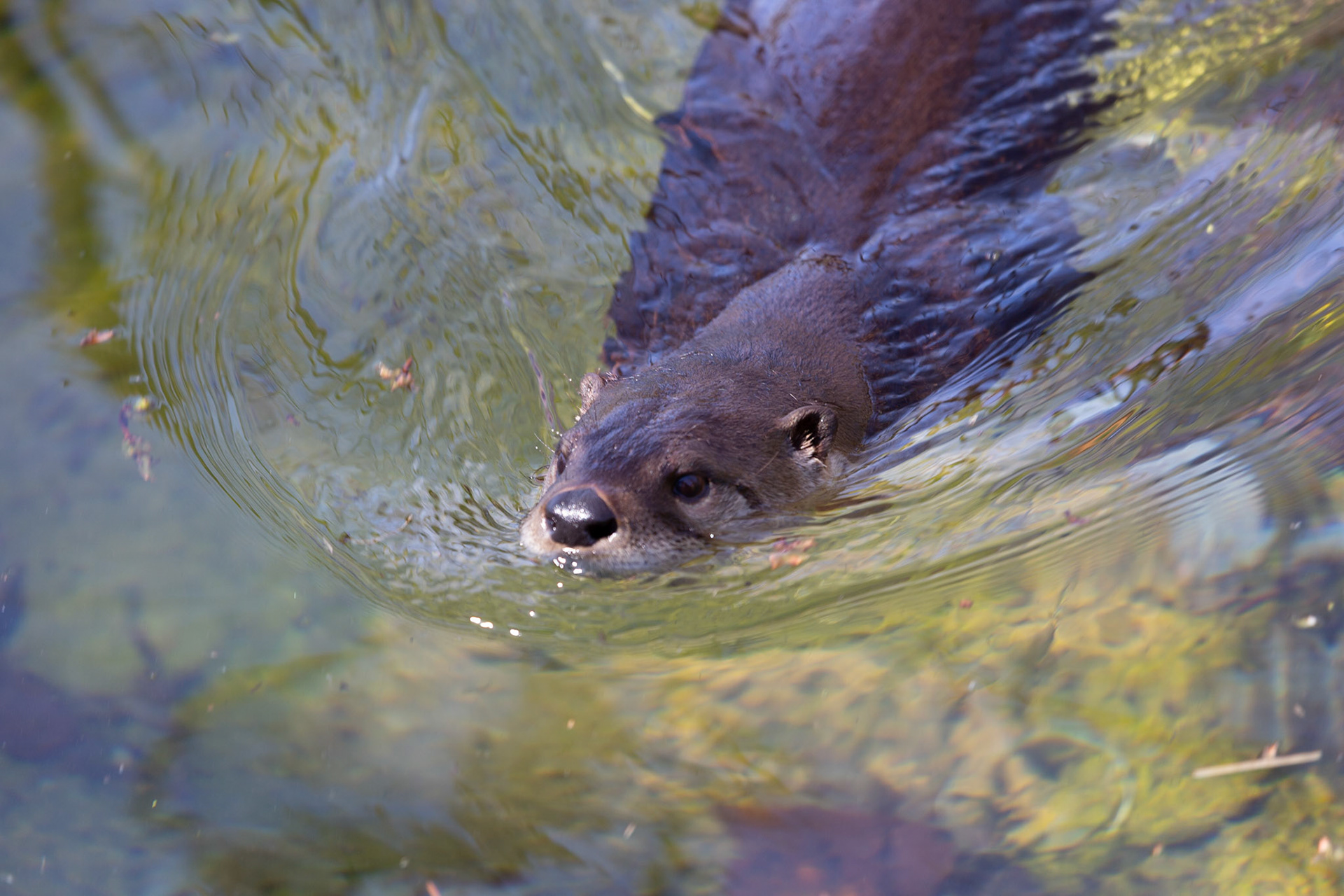 River otter at Seneca Park Zoo