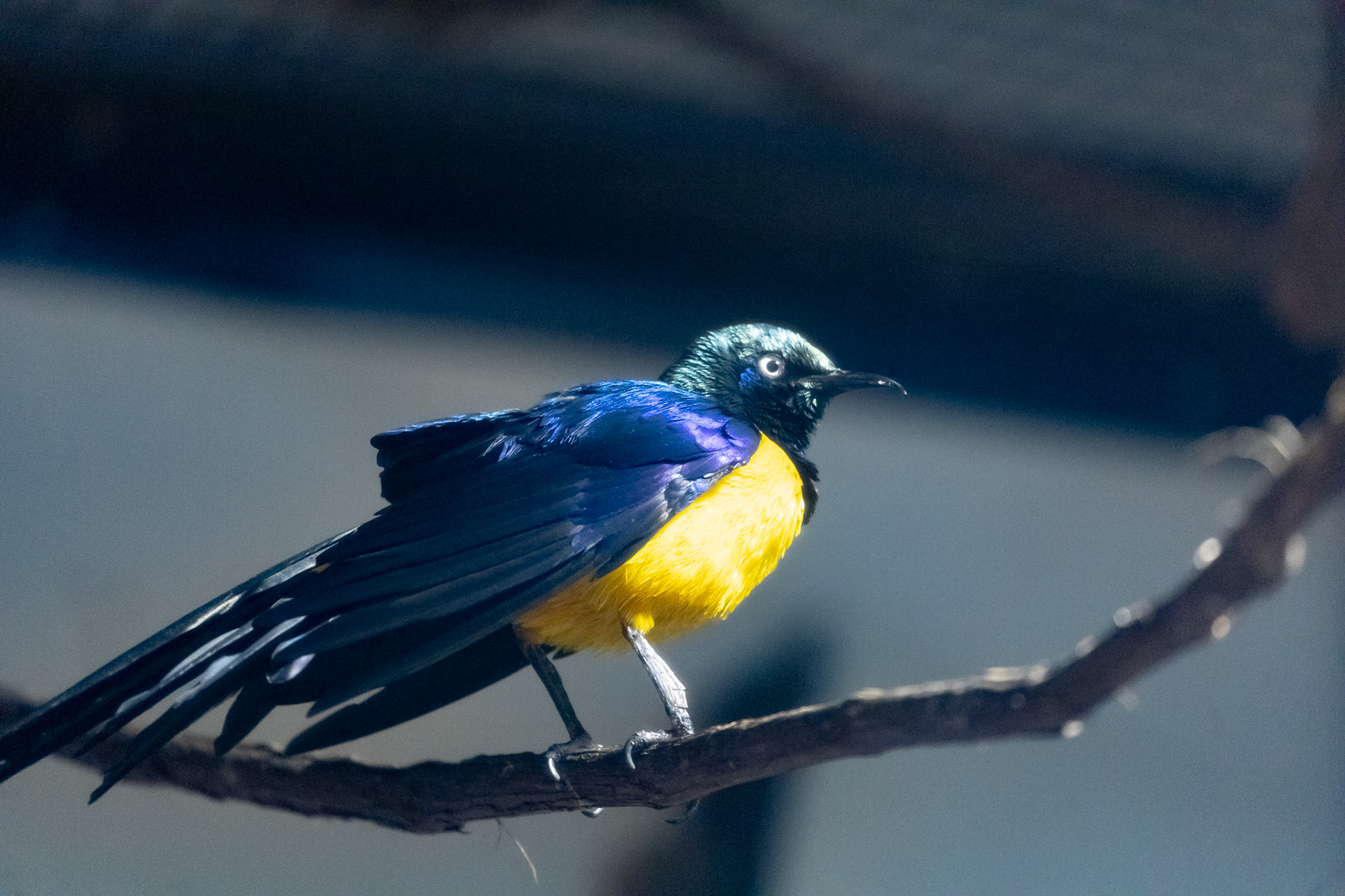 Superb starling
