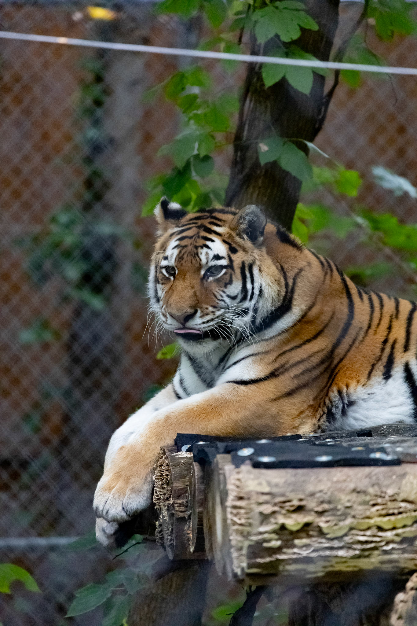 Amur tiger blep